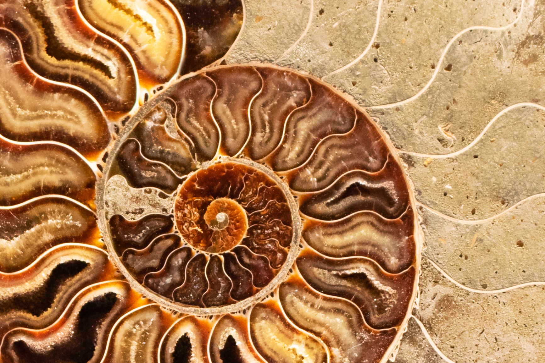 Una concha de ammonites fosilizada junto a la roca que la contiene