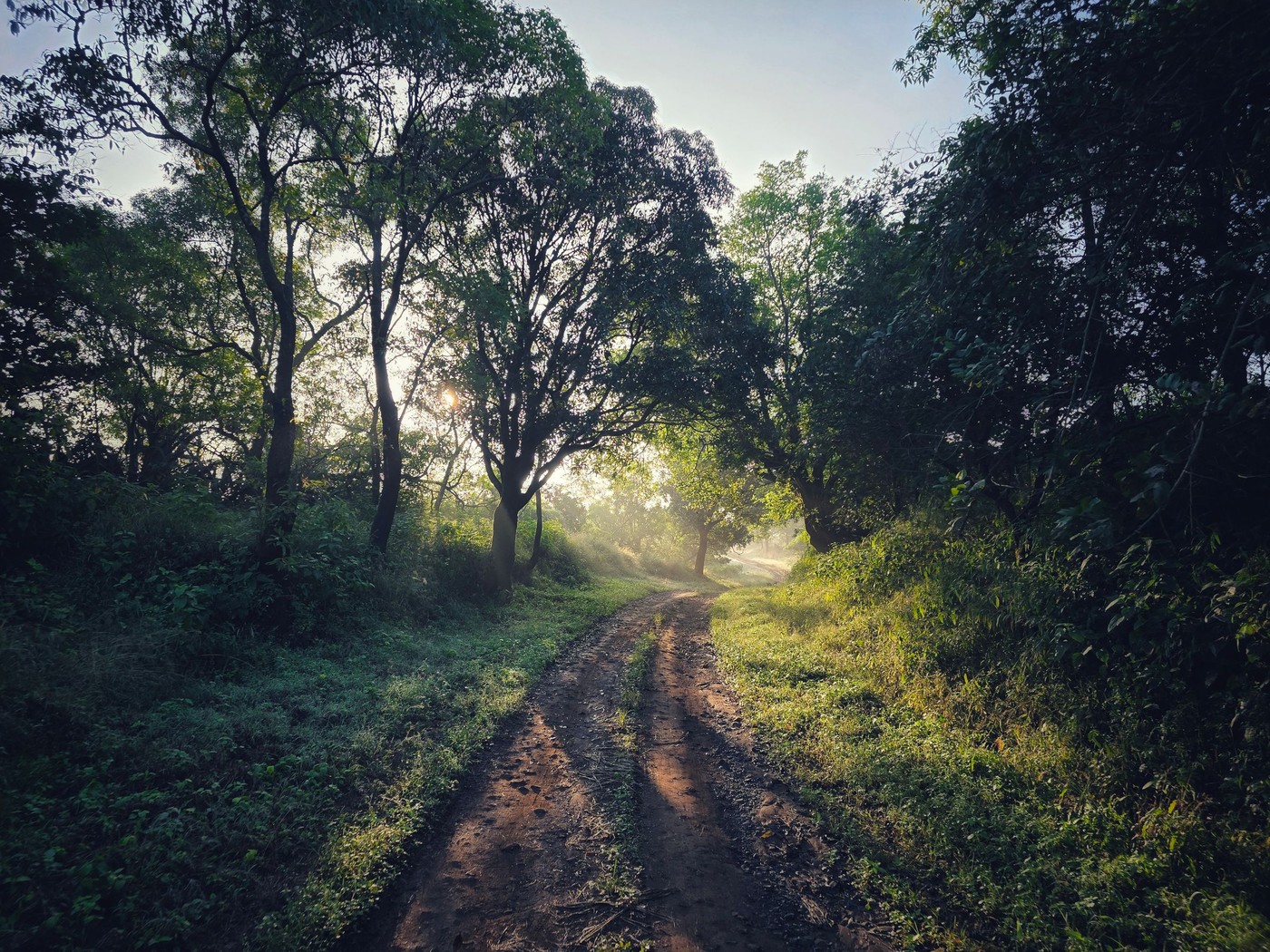 Un tranquilo sendero forestal al amanecer, con los rayos del sol filtrándose entre la exuberante vegetación.