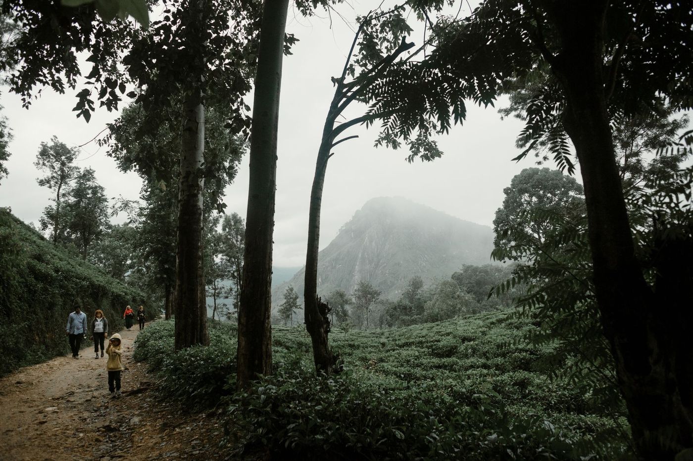 Un grupo de personas camina por un sendero de tierra en una ladera de cultivo verde, con árboles altos y una montaña brumosa al fondo.