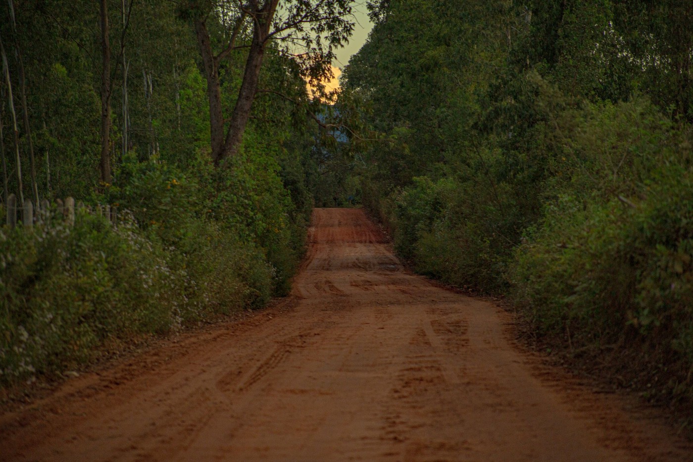 Un camino de tierra tranquilo rodeado de árboles frondosos al anochecer, que ofrece una escapada pacífica a la naturaleza.
