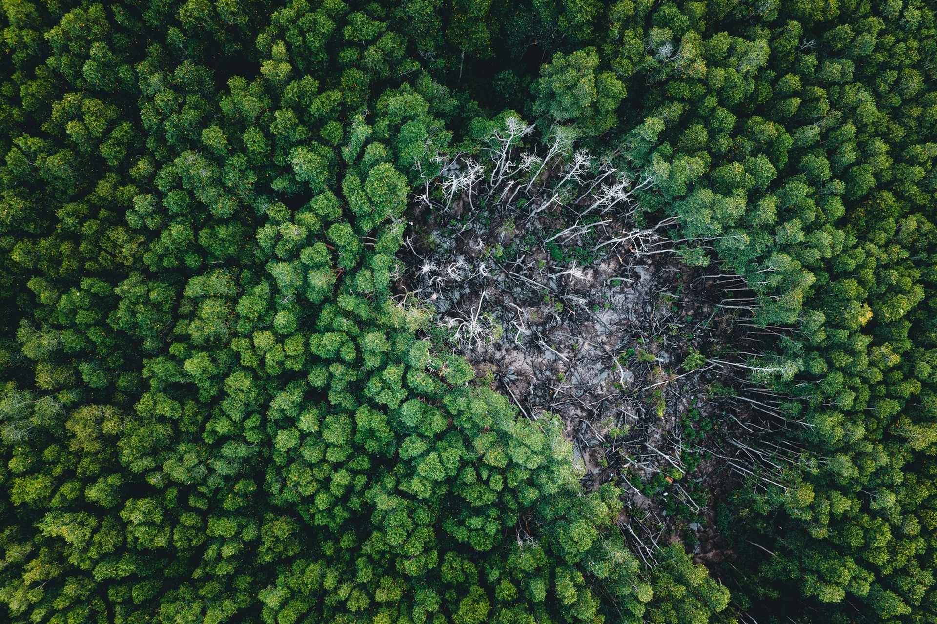 Vista aérea de un bosque verde con un claro deforestado y troncos caídos