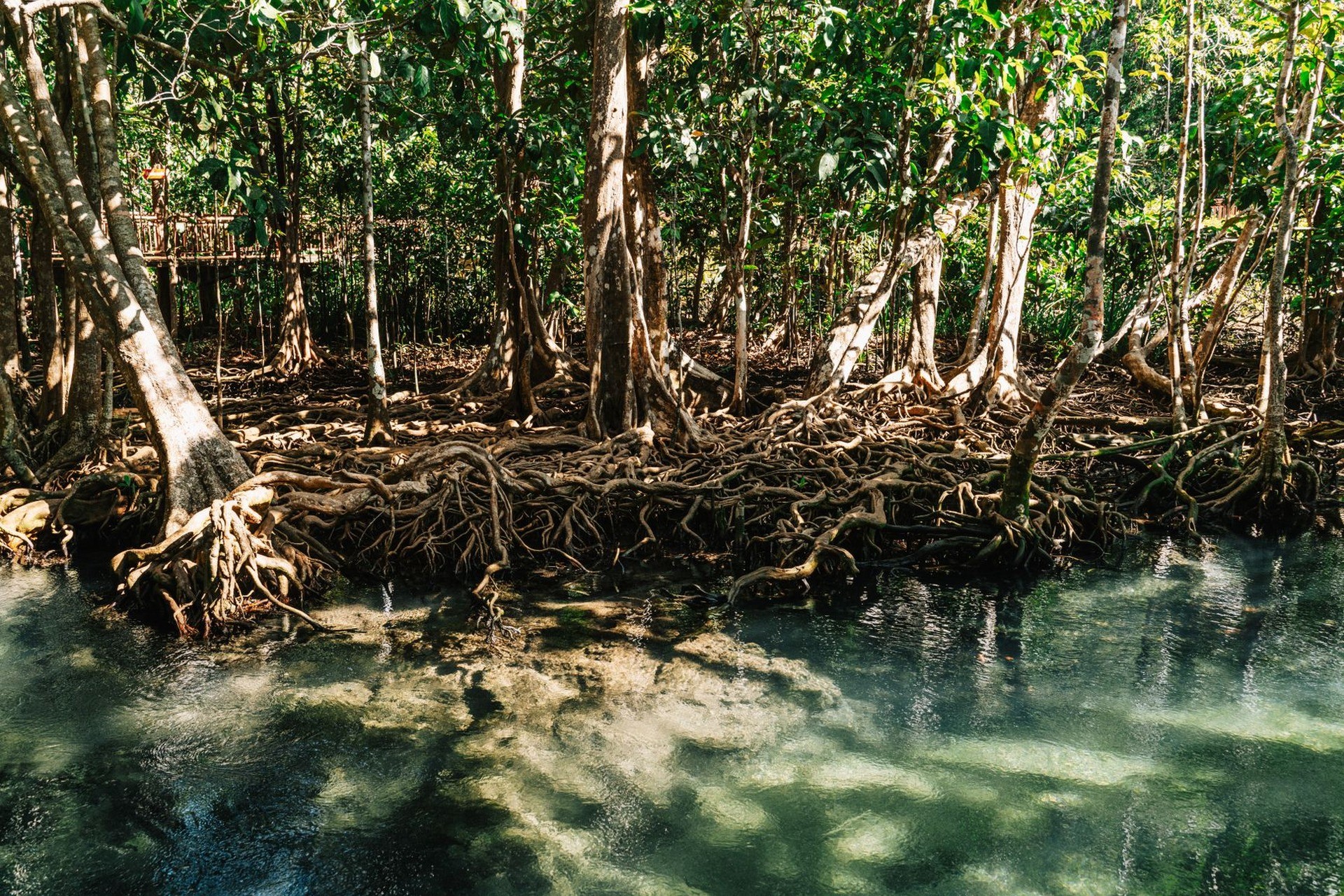 Raíces aéreas de mangle entrelazadas sobre agua clara en un bosque inundado