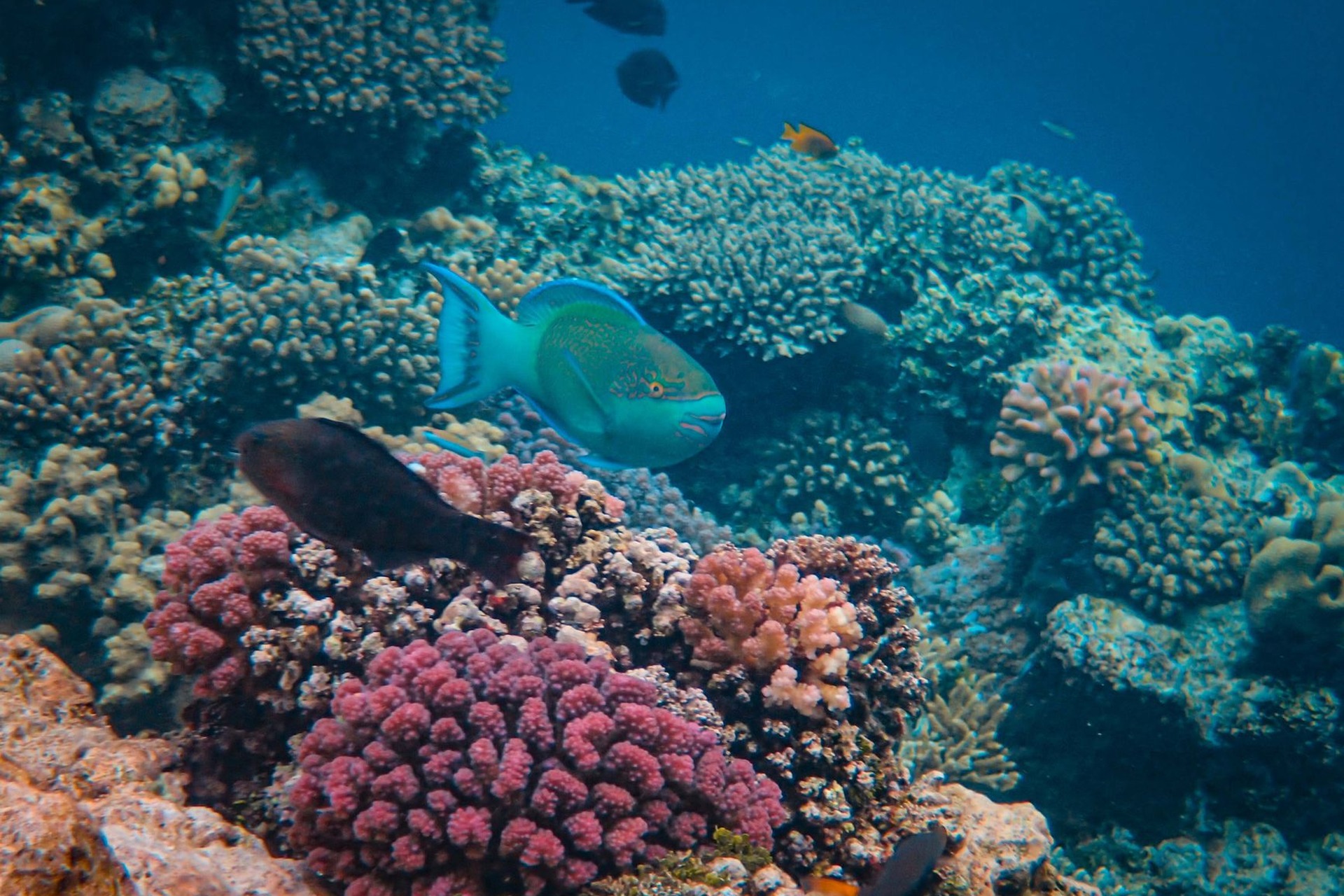 Los ecosistemas marinos y los arrecifes de coral