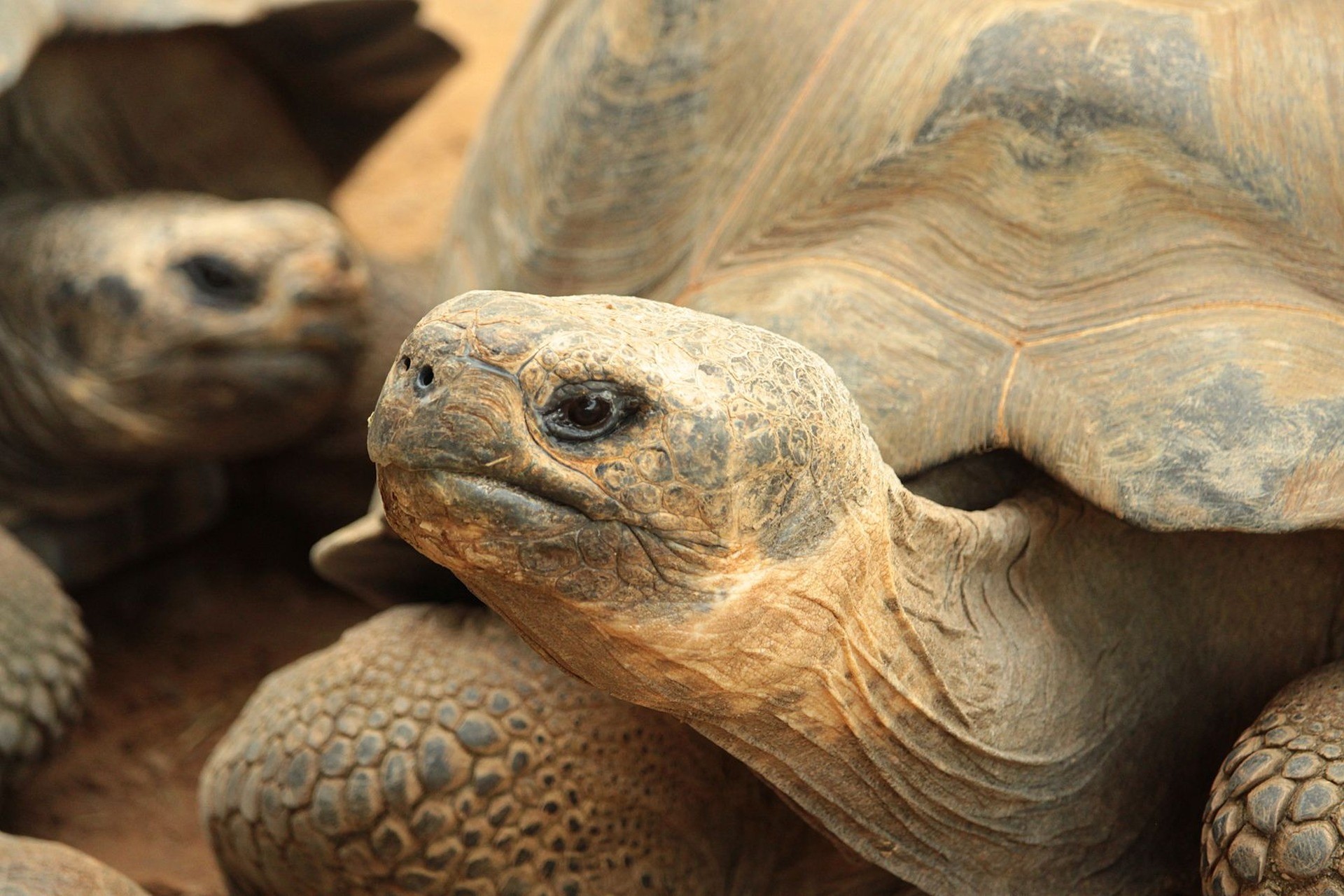 El endemismo y las especies amenazadas: por qué algunas son únicas y frágiles