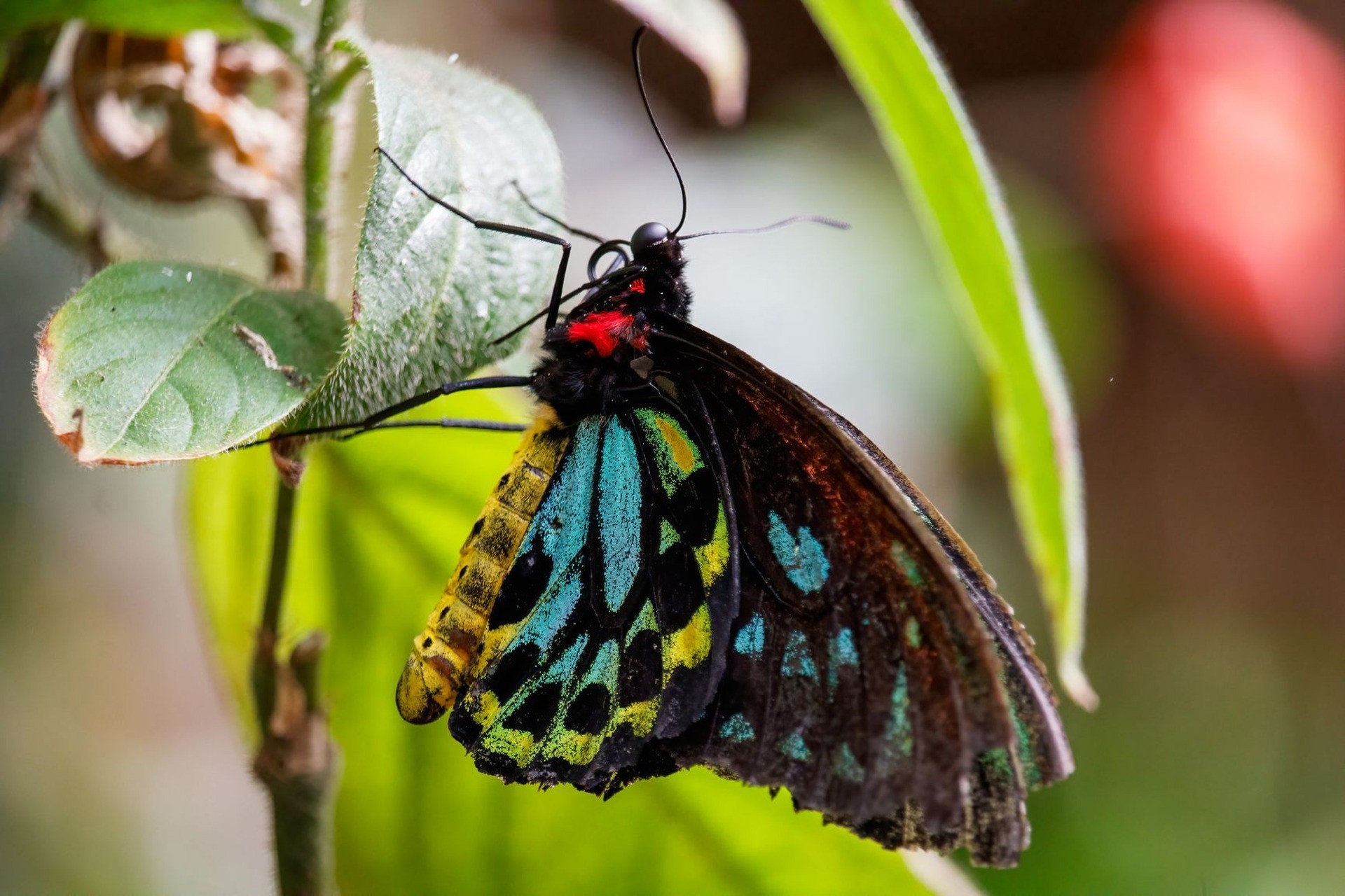 Invertebrados y vertebrados: cómo se clasifican los animales