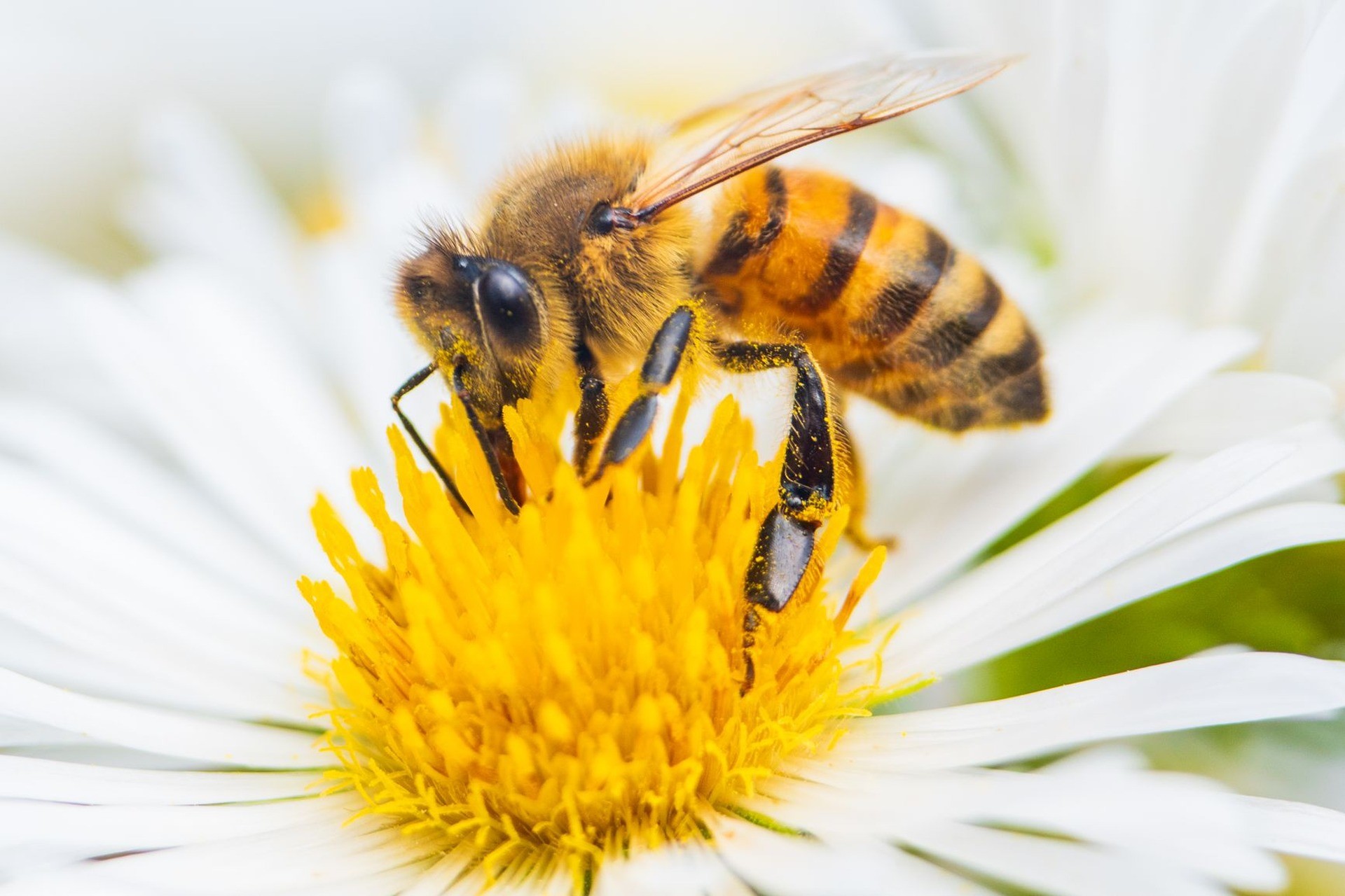 La polinización: cómo se reproducen las plantas con flores