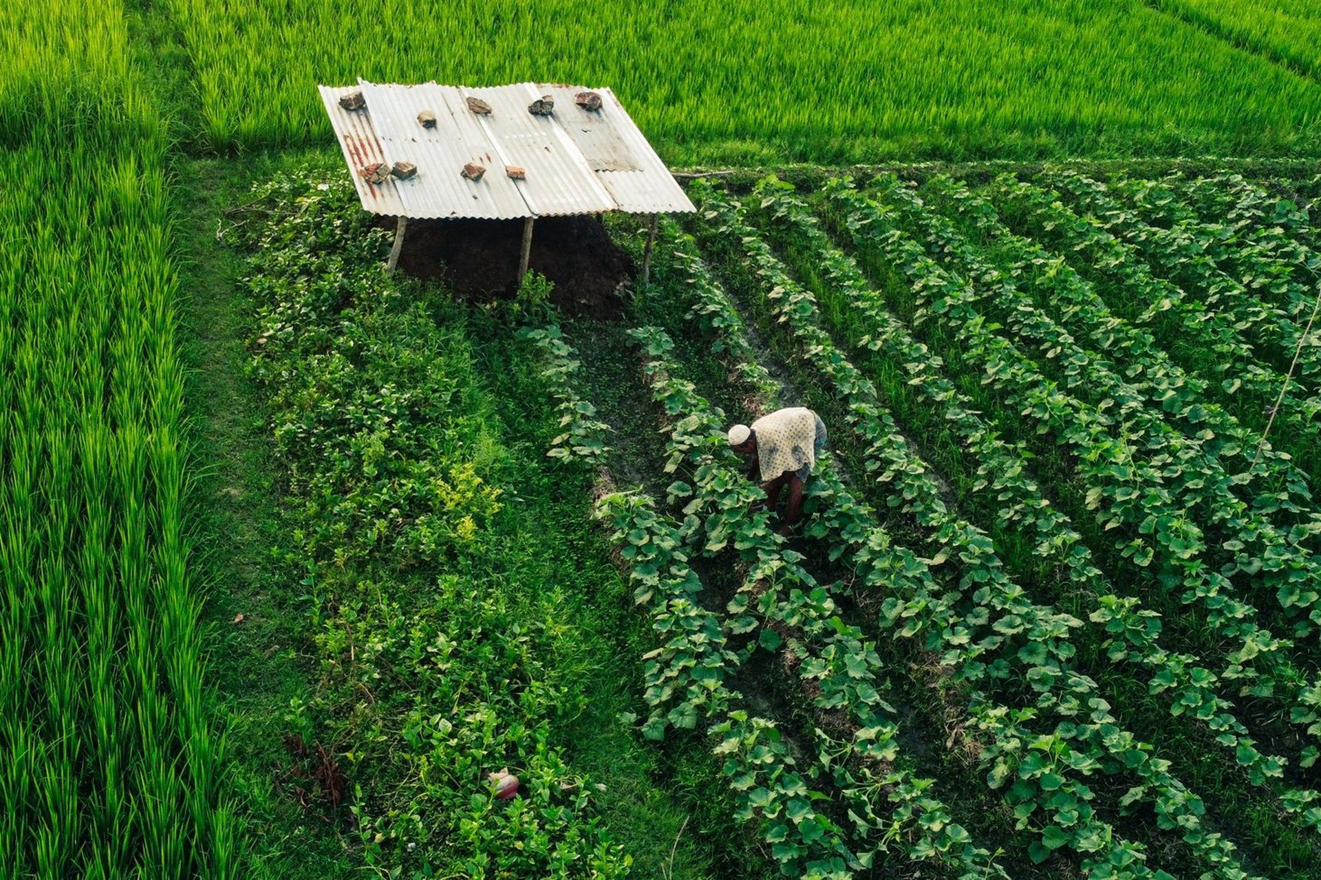 Vista aérea de parcelas de cultivo en hileras y arrozal