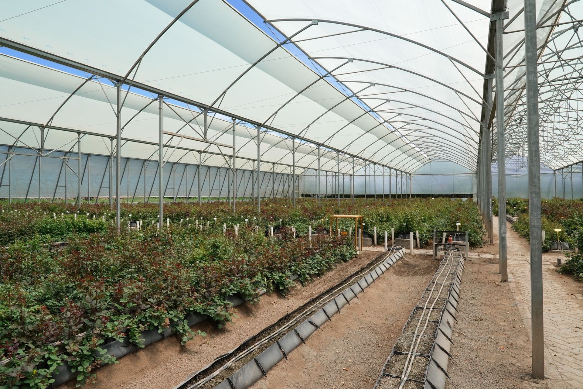 Invernadero con hileras de plantas pequeñas y pasillos de grava