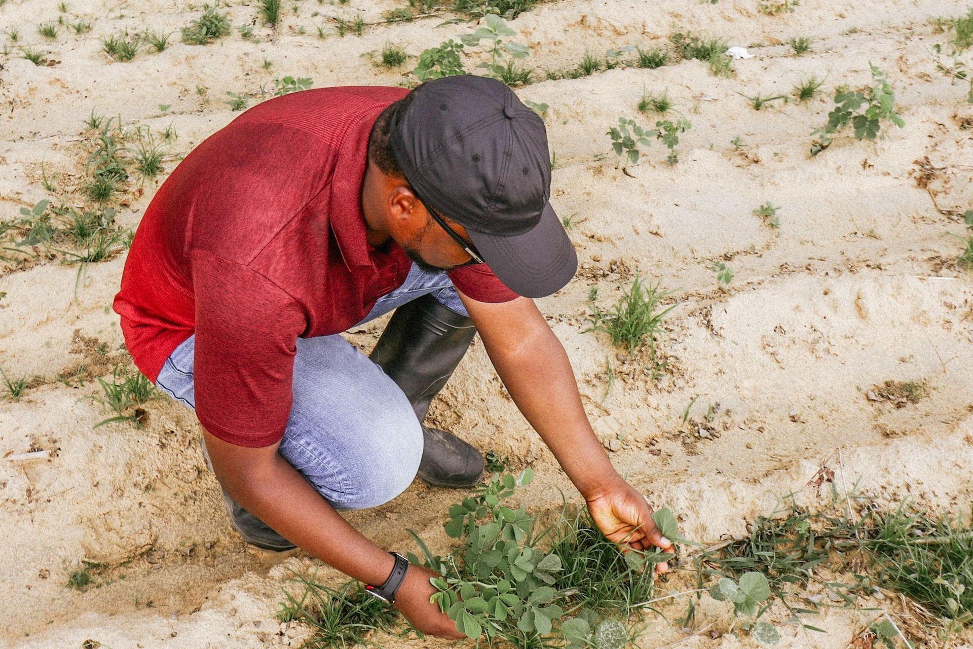 Los riesgos de los transgénicos: ambiente y diversidad agrícola