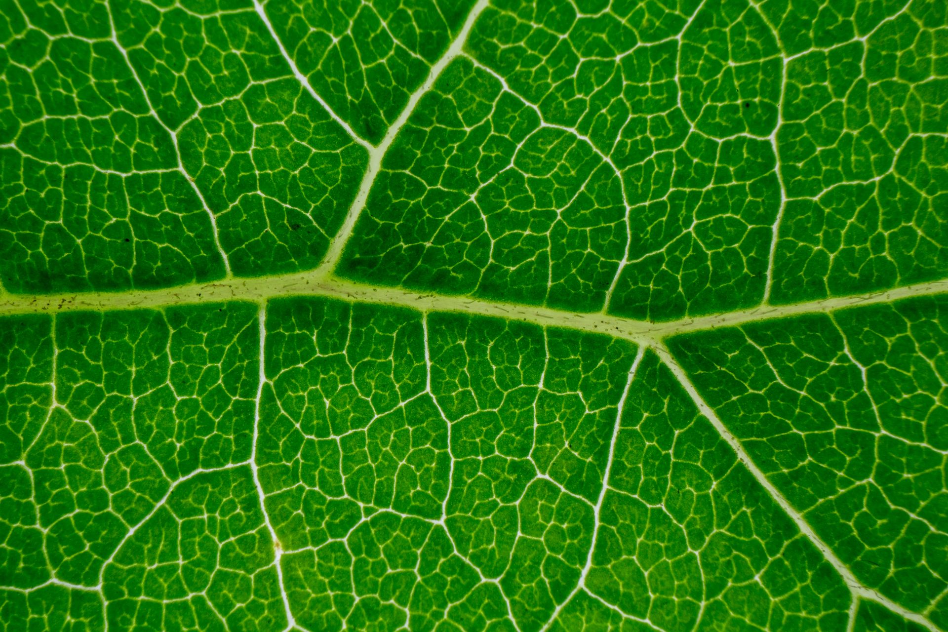 Macro de la superficie de una hoja verde con la nervadura central y una red de nervaduras claras que se ramifican y delimitan pequeñas areolas sobre el tejido foliar.