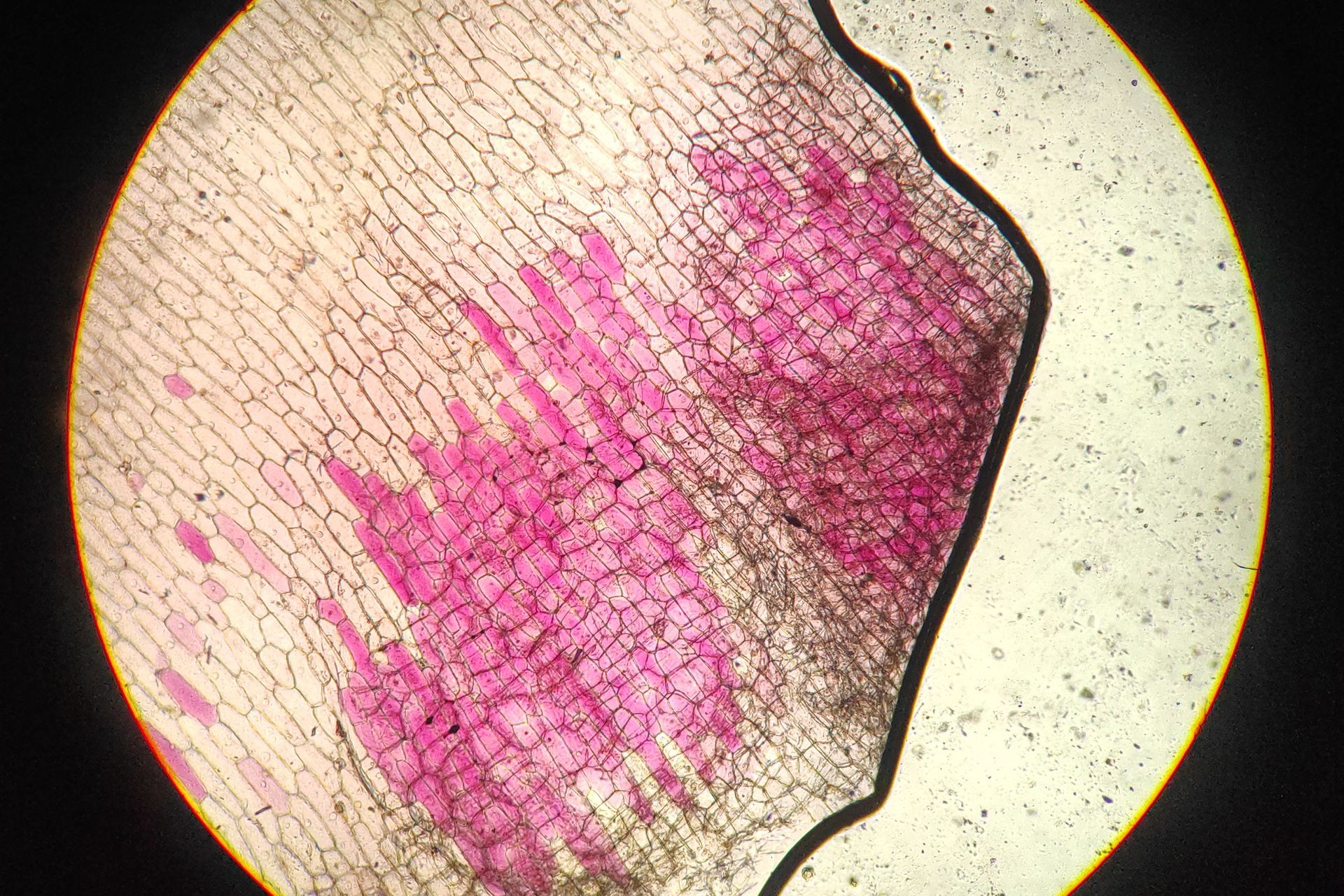 Micrografía de un corte teñido de células vegetales de raíz de cebolla: células alargadas dispuestas en hileras, con las paredes celulares bien marcadas, una banda central teñida de magenta y zonas claras, sobre fondo oscuro.