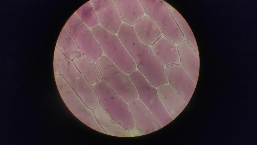ciclo celular - Células teñidas observadas al microscopio con los núcleos visibles