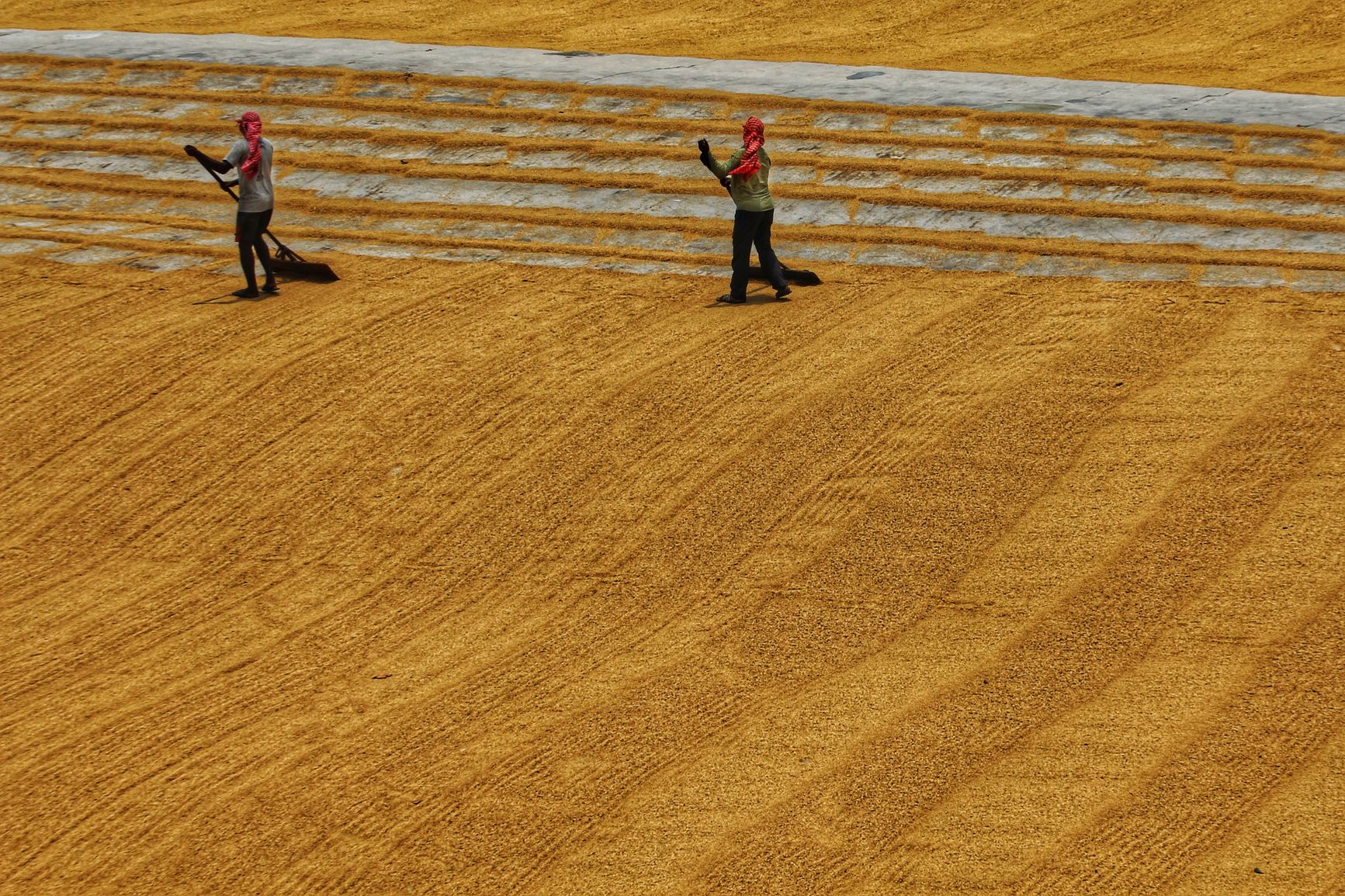 dos trabajadores rastrillan y extienden grano dorado al sol en un patio de secado