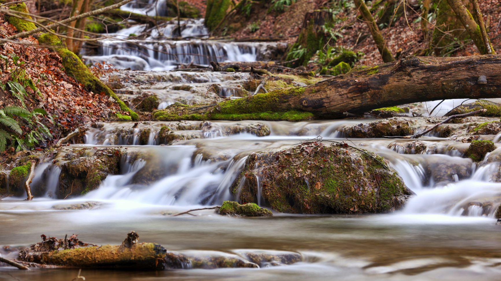 un arroyo de agua clara corre entre rocas cubiertas de musgo y troncos caídos en el bosque