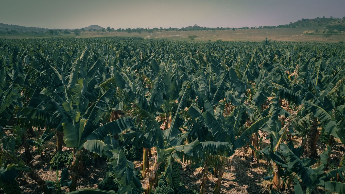 una plantación de bananos