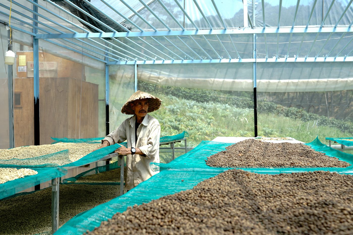 un agricultor secando granos de café