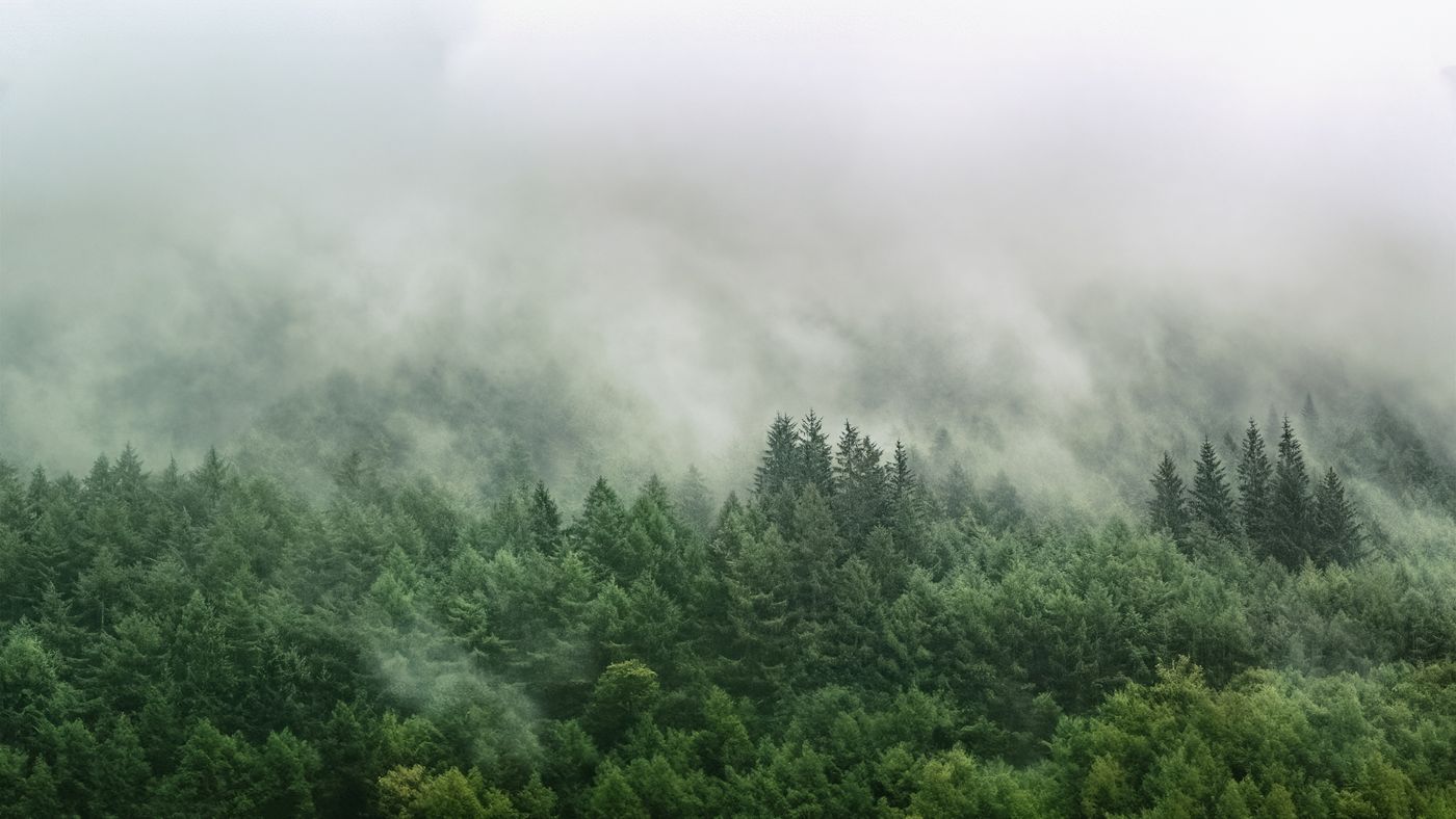 vista aérea de un bosque cubierto de niebla