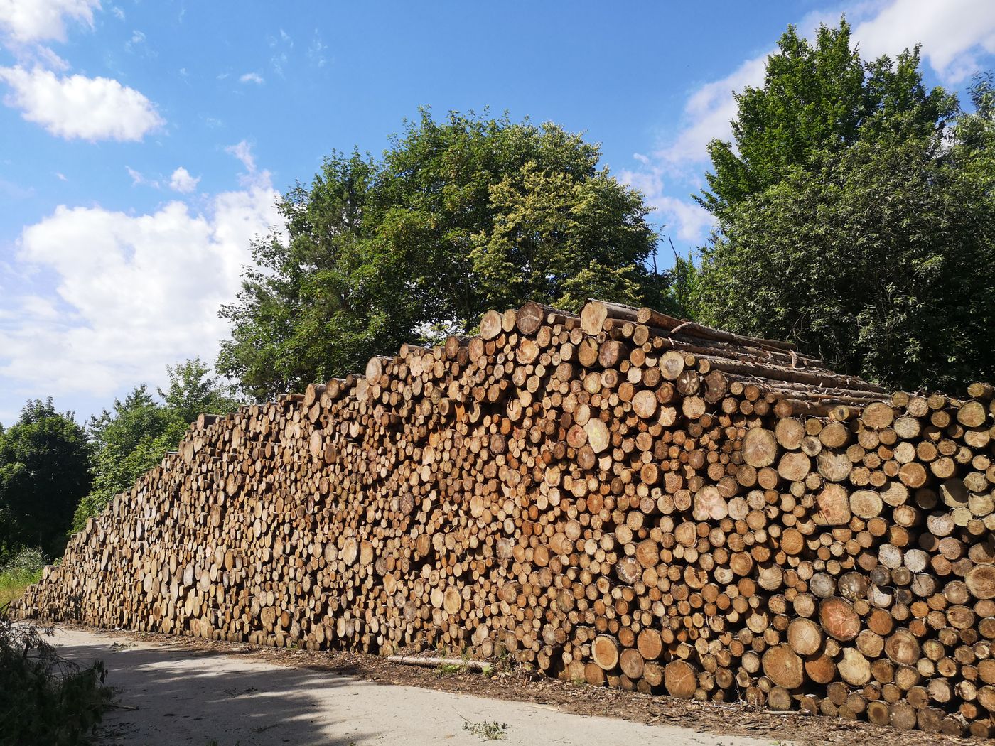 una gran pila de troncos apilados en un claro del bosque