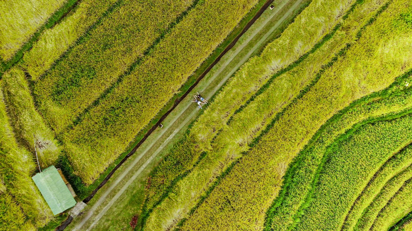 terrazas de cultivo vistas desde el aire