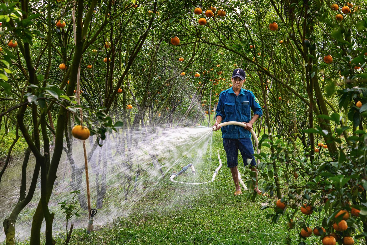 una persona adulta riega un huerto de árboles frutales