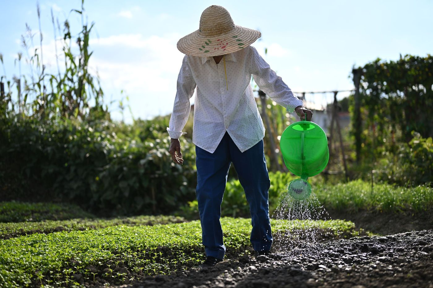 un agricultor adulto riega con una regadera el cultivo de su campo