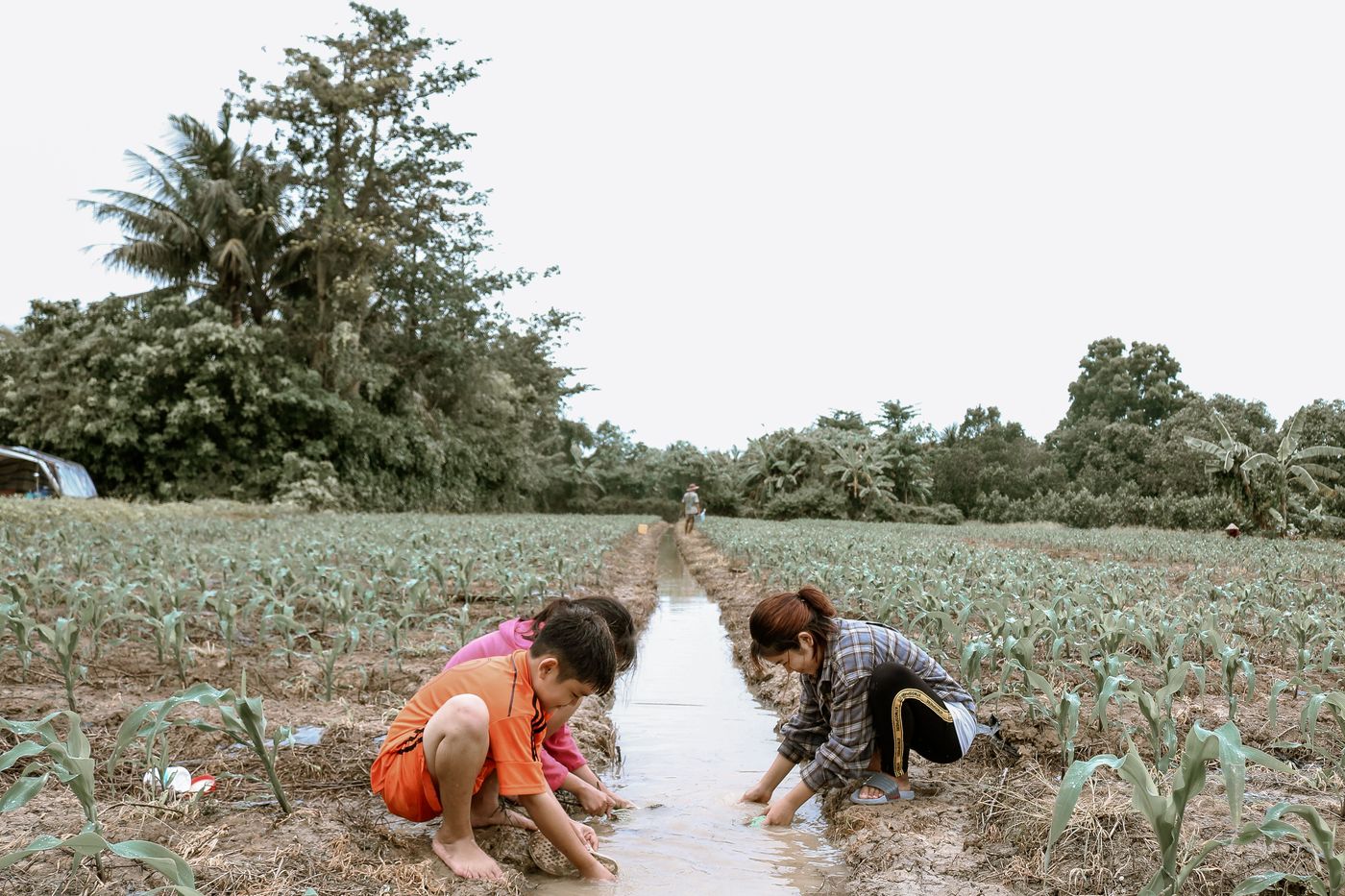 un grupo de niños observa el agua que corre por el canal de riego entre los cultivos