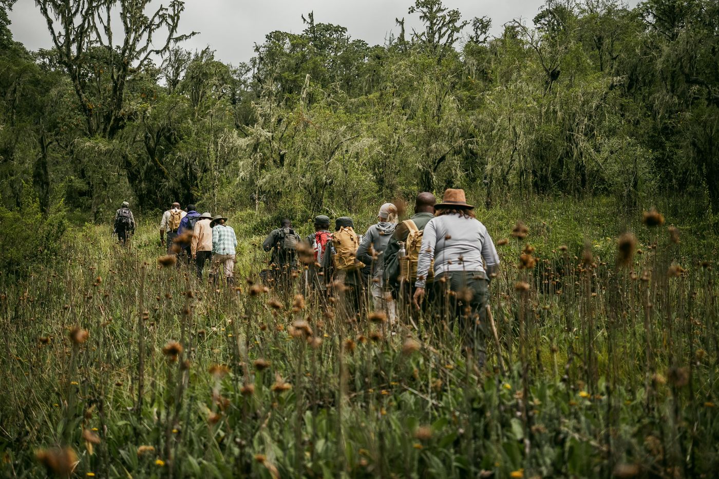 un grupo de personas camina entre vegetación alta
