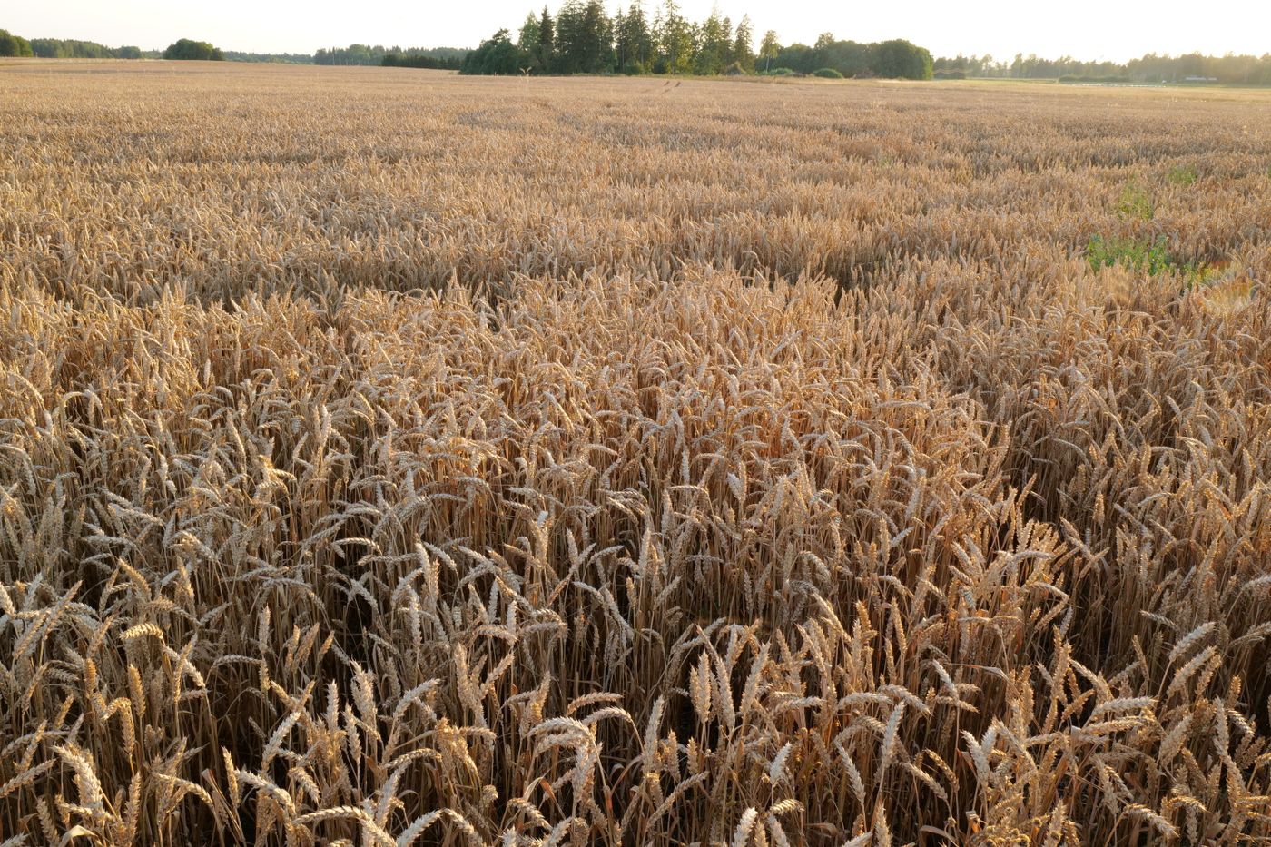 un campo de cereal maduro con las espigas doradas