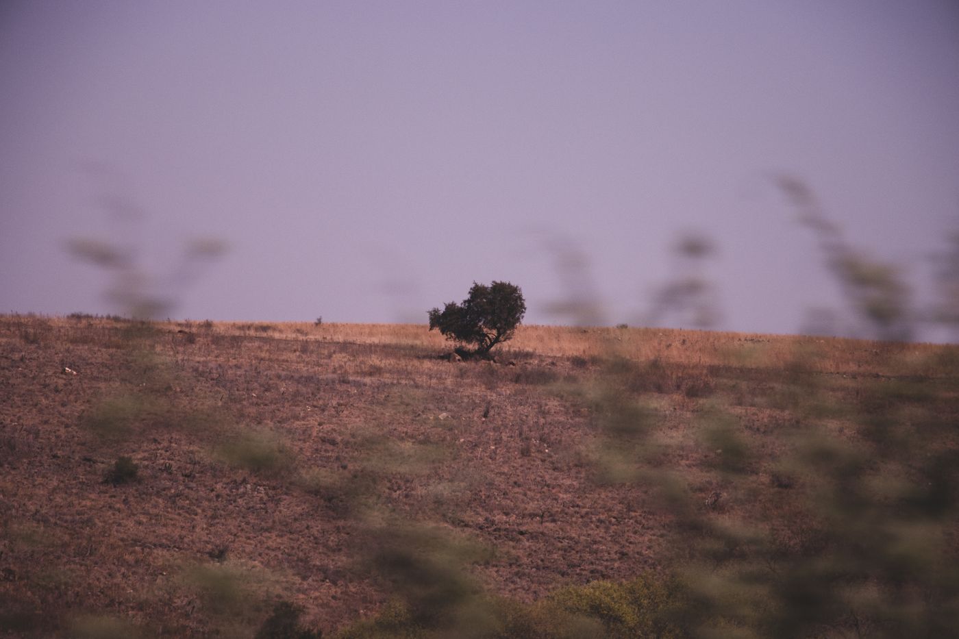 un árbol solitario en una pradera extensa al anochecer