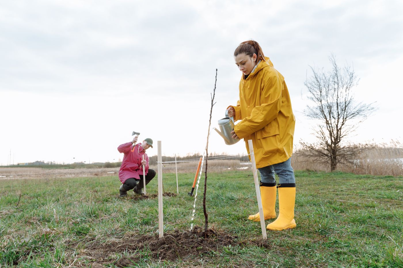 dos personas plantan un árbol joven en un campo abierto