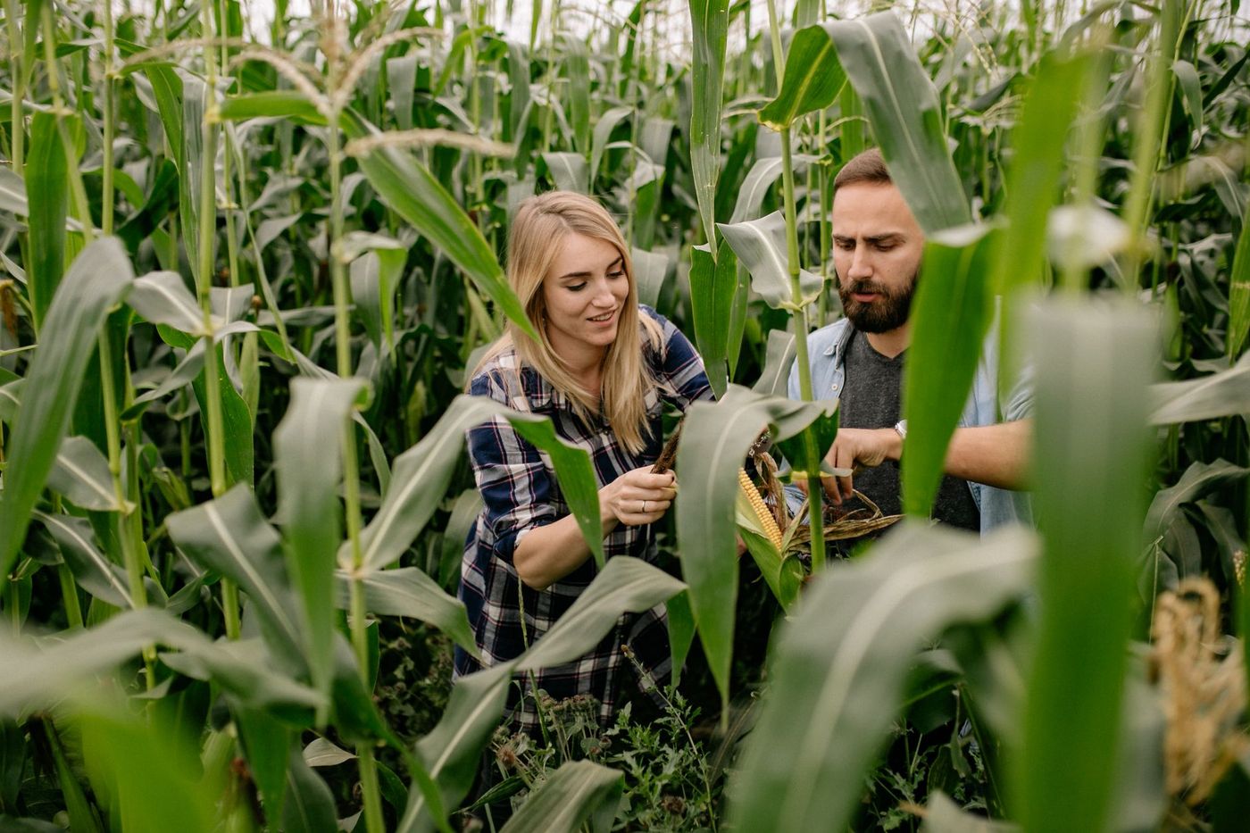 Dos personas conversan y revisan el cultivo de maíz dentro del campo.