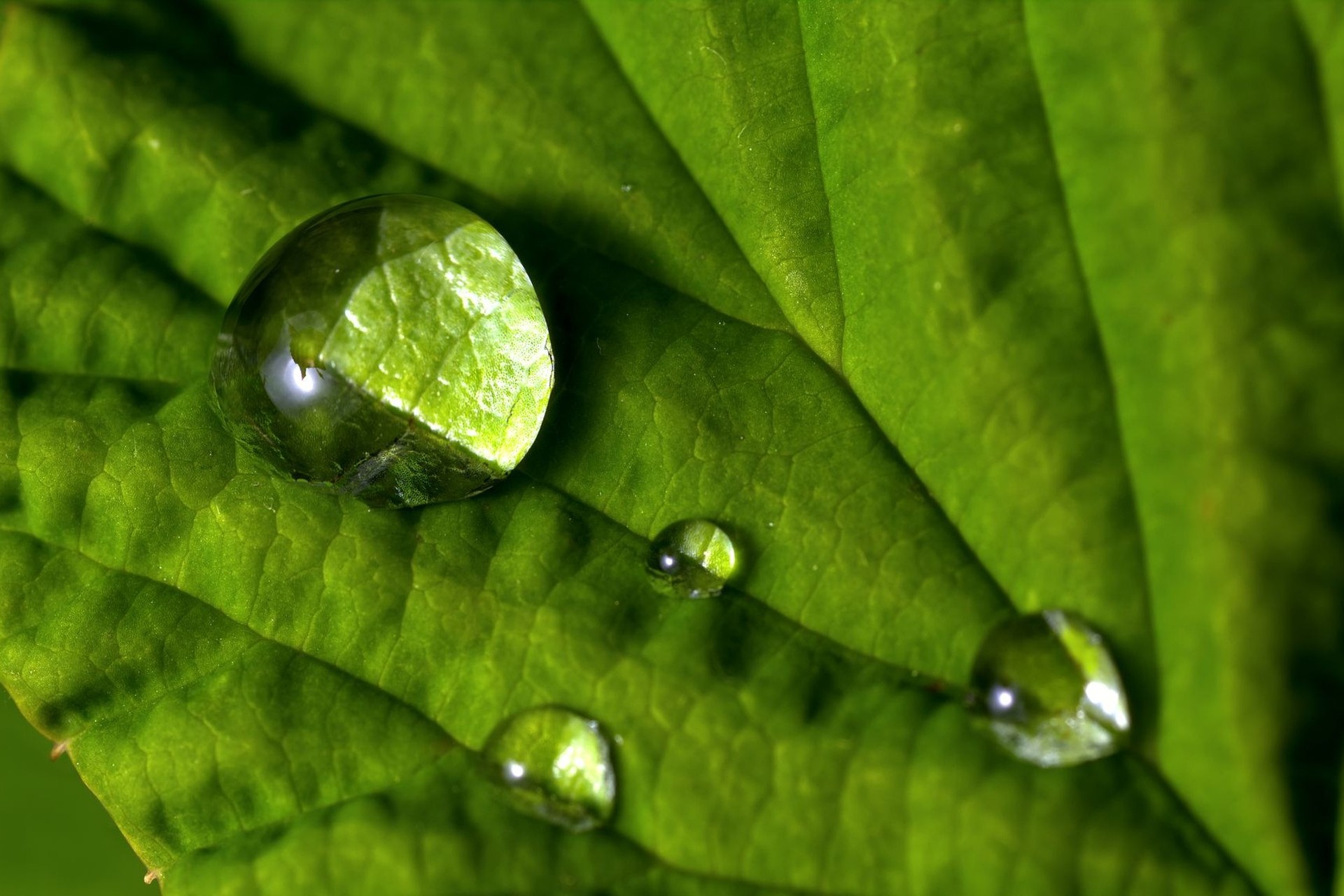 Hoja verde en diagonal con una gota grande y esférica sobre las nervaduras.