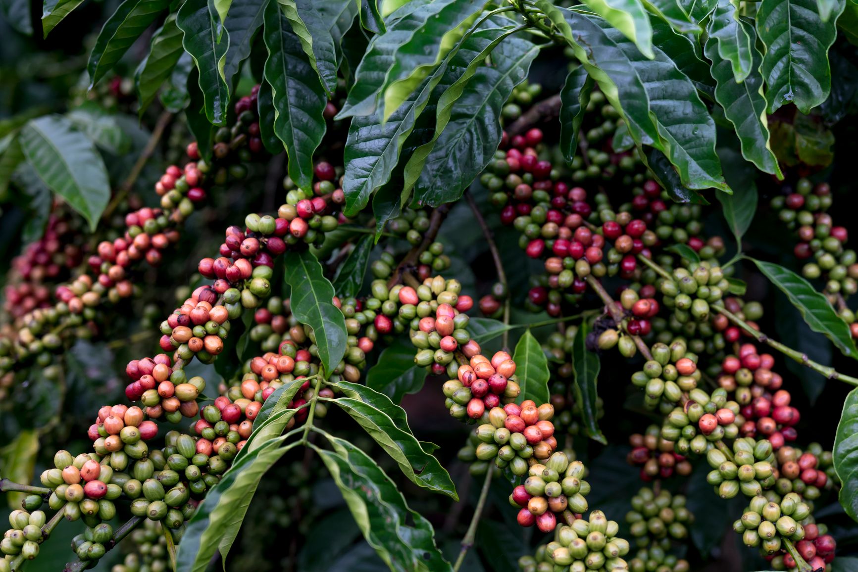 Cerezas de café en distintos grados de maduración sobre una rama verde