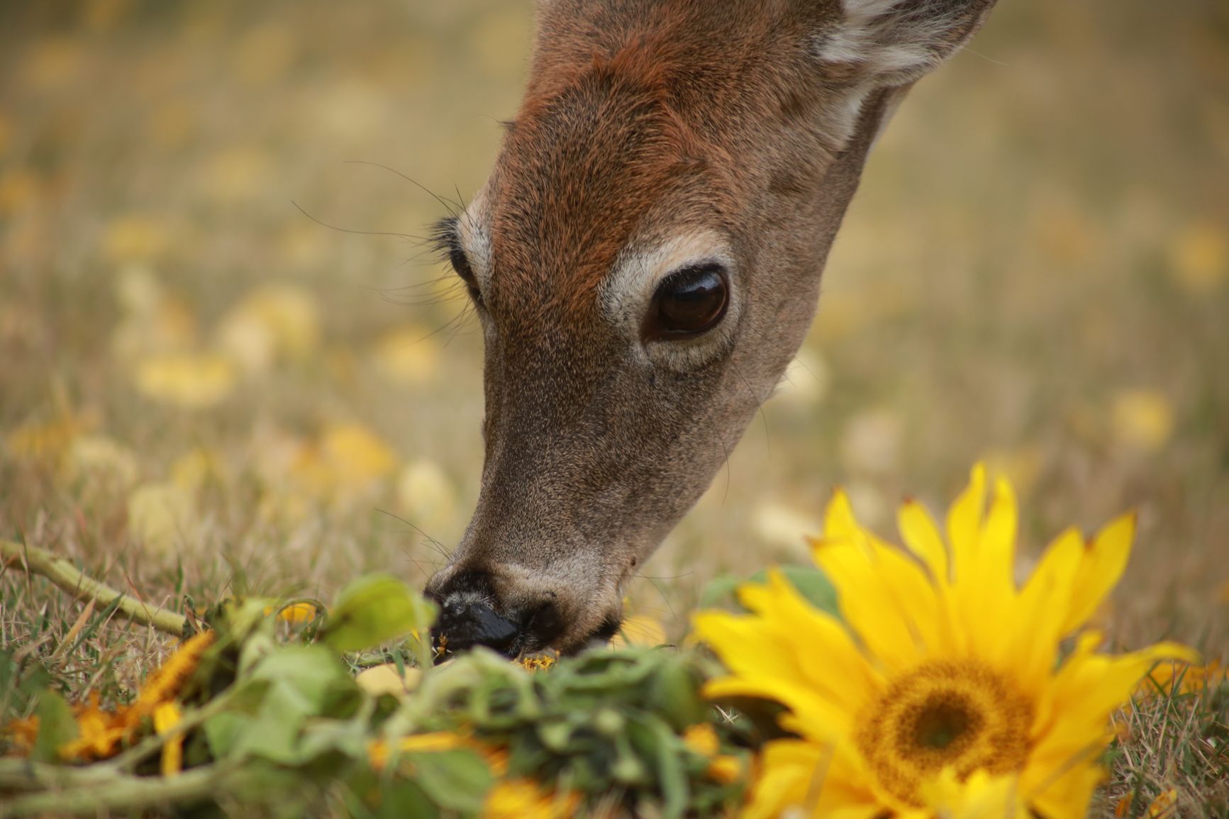 Un ciervo olfateando con curiosidad unos girasoles en un campo