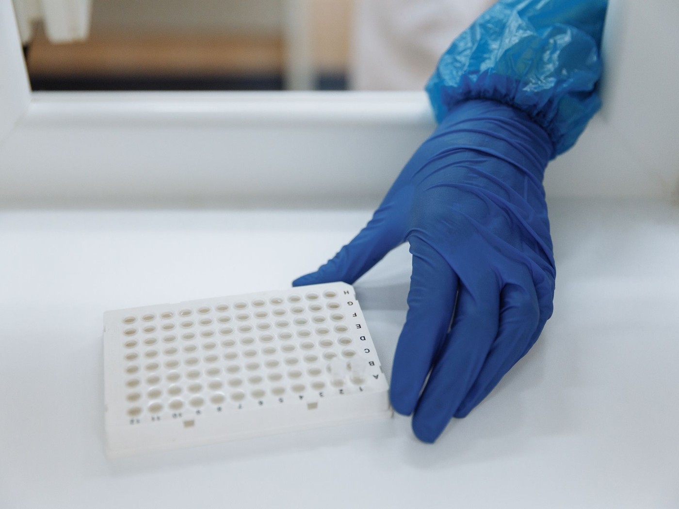 Mano con guante azul sostiene una placa de microtitulación blanca de 96 pocillos en un laboratorio.