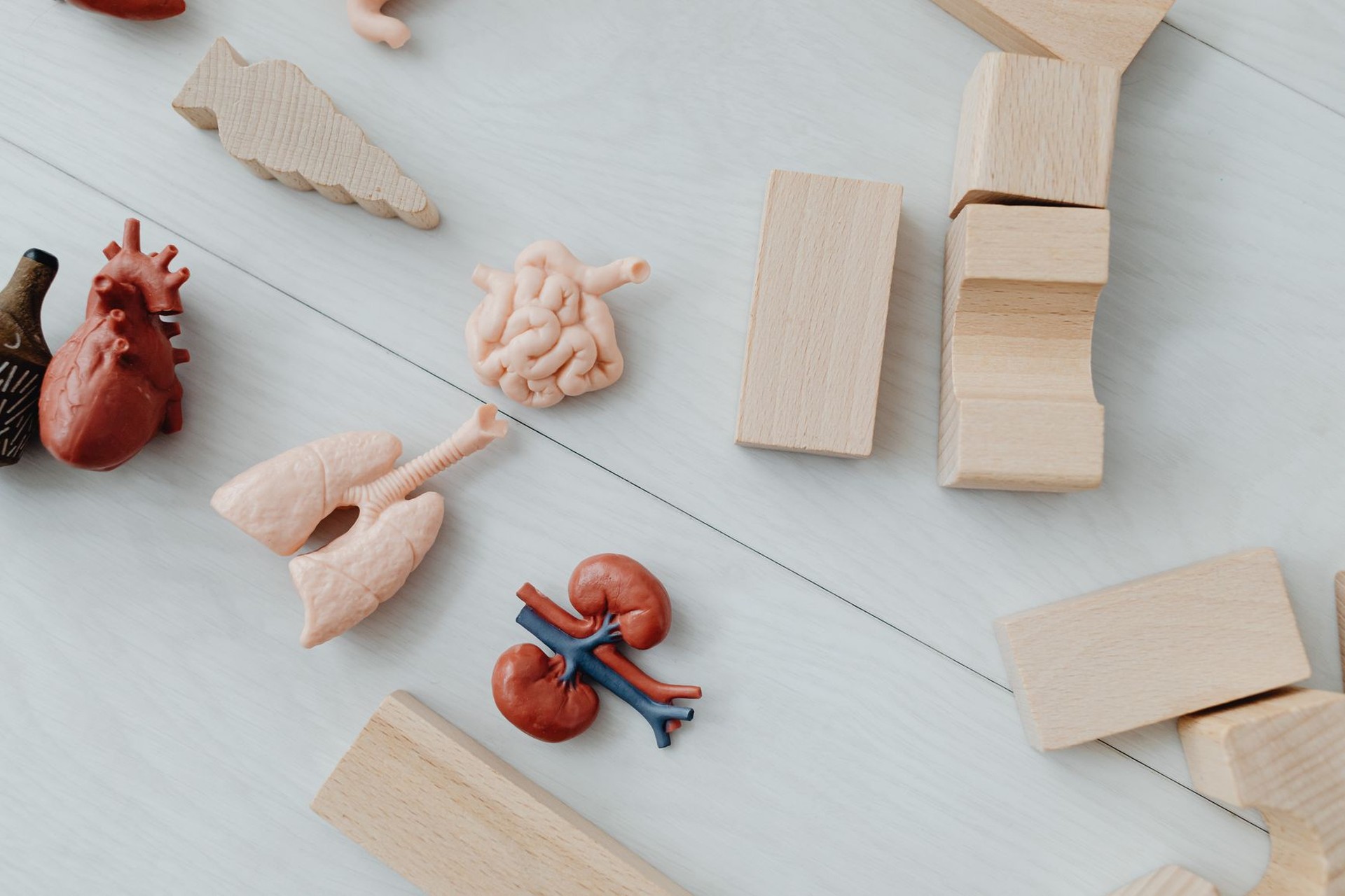 Modelos anatómicos del cuerpo humano colocados sobre una mesa de madera clara