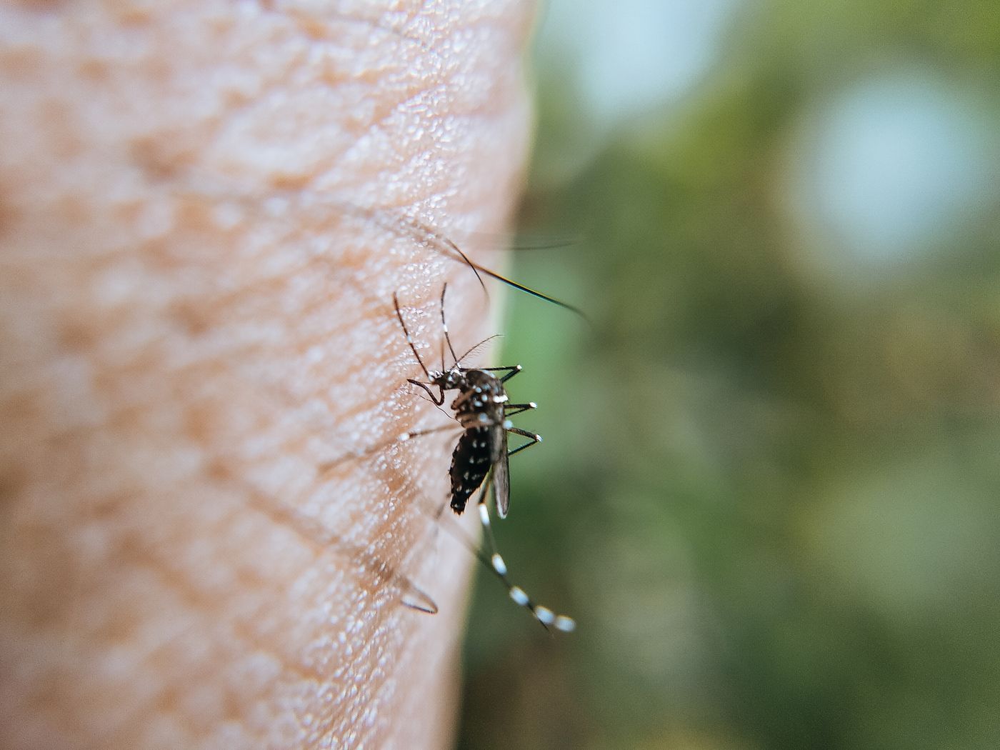 Macrofotografía de un mosquito de cuerpo oscuro con anillos blancos en las patas, posado sobre piel humana junto a un fondo verde desenfocado.