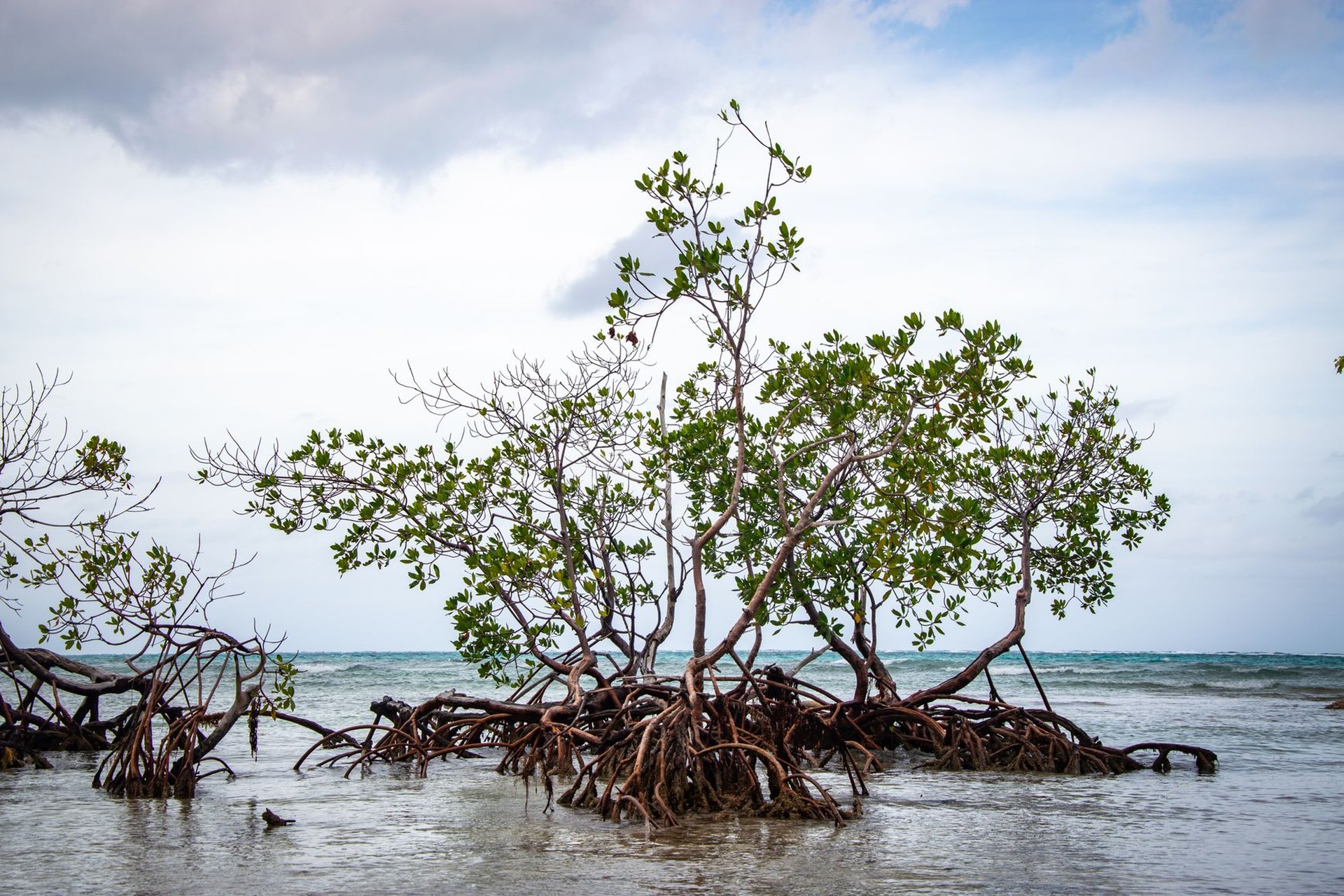 Agua y salinidad: adaptaciones de las especies acuáticas