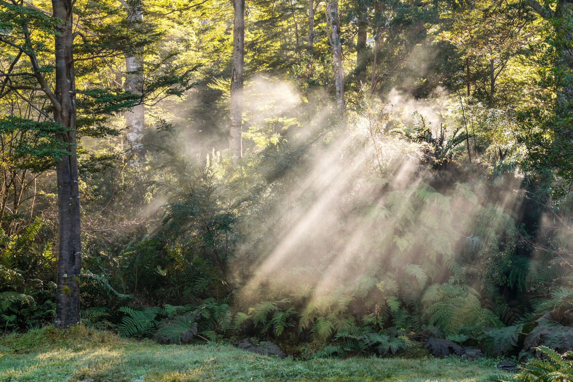 Bosque húmedo con helechos y bruma donde los rayos de sol atraviesan el follaje entre troncos altos.
