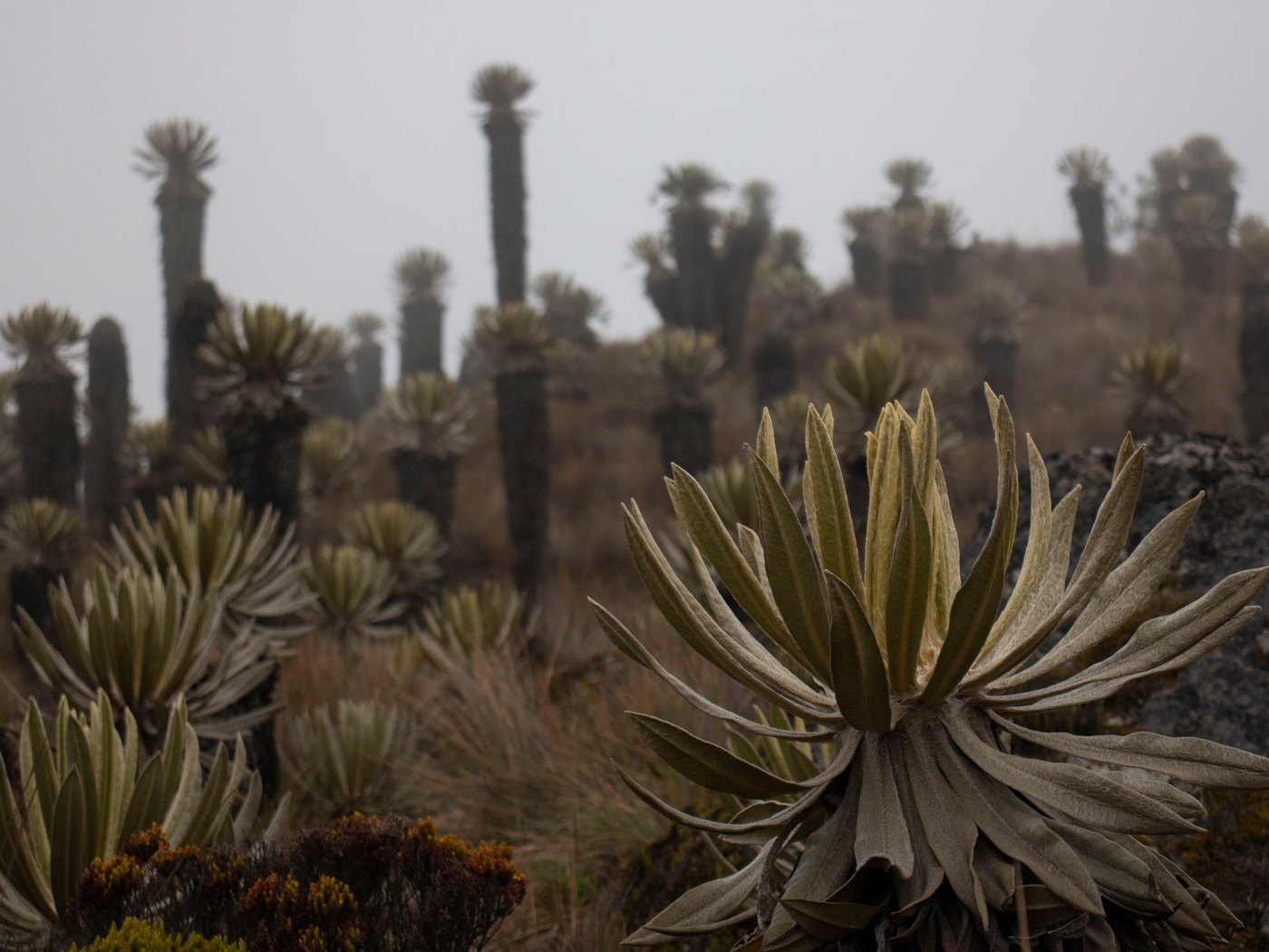 Frailejones con hojas peludas y tallos gruesos en un pajonal de altura cubierto de niebla.