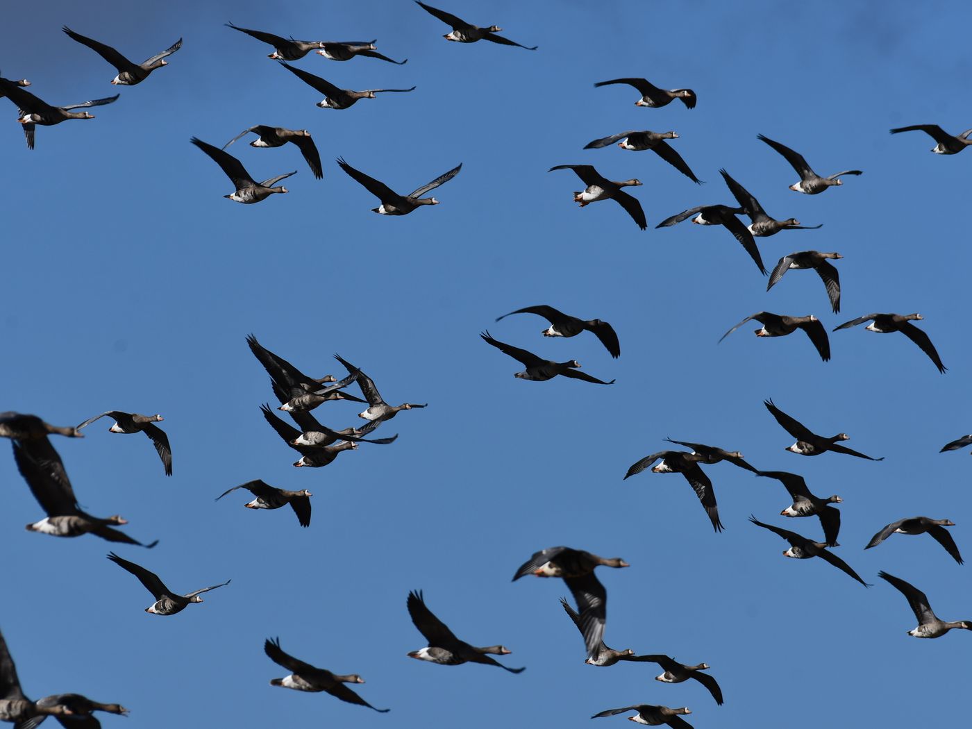 Bandada de gansos canadienses en pleno vuelo contra un cielo azul despejado, con las alas extendidas en distintas fases del aleteo.