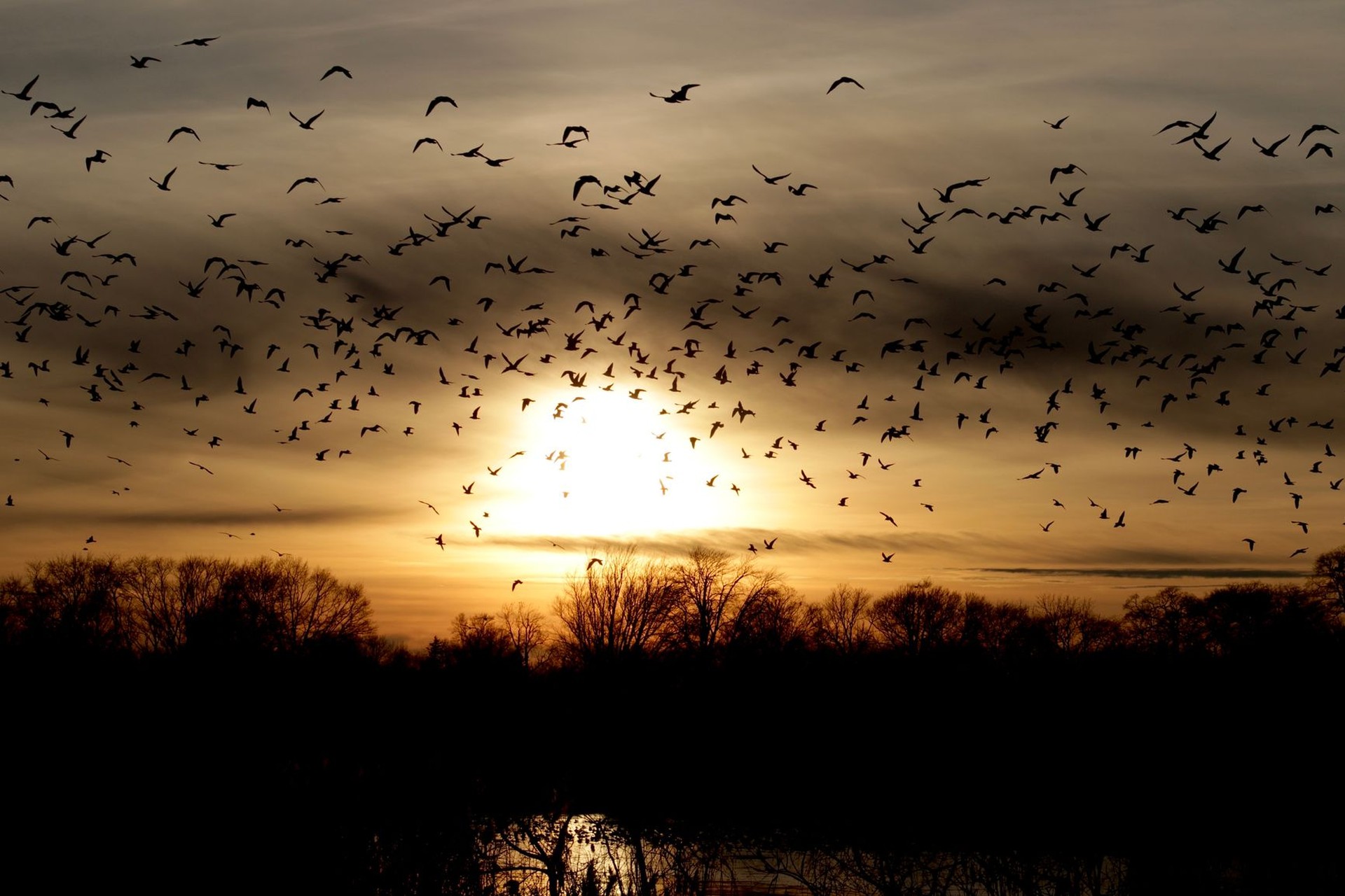 Bandada de aves en silueta volando al atardecer sobre una línea de árboles.