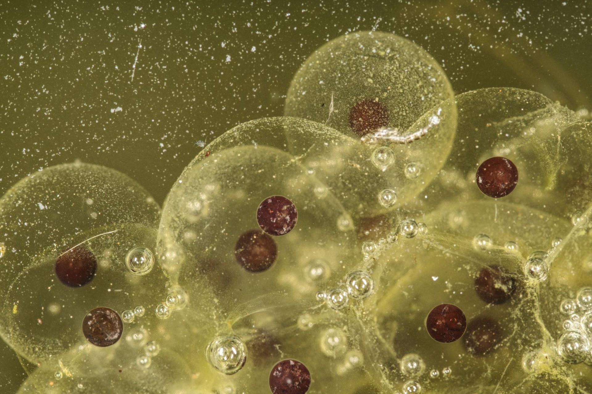 La evidencia molecular y embriológica de la evolución