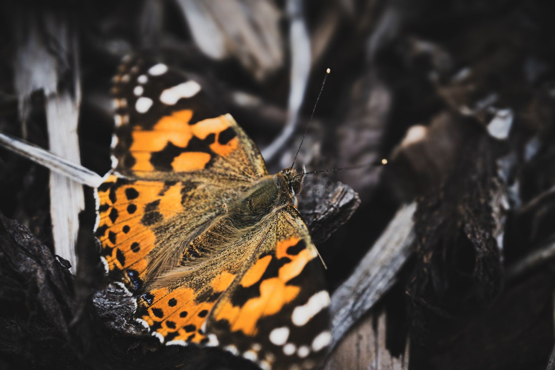 Mariposa de alas anaranjadas con manchas negras y blancas posada sobre hojarasca seca.