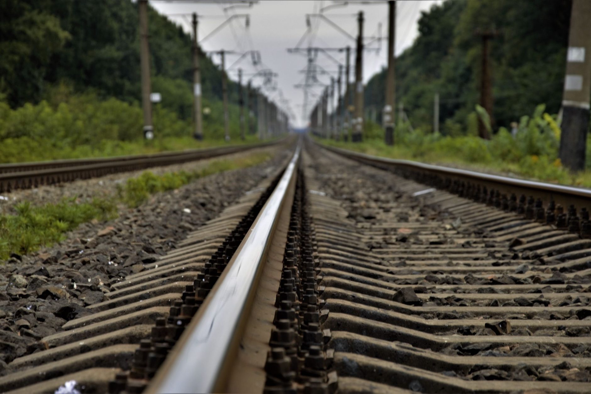 Varias vías de tren paralelas sobre balasto que se extienden hacia el fondo entre la vegetación