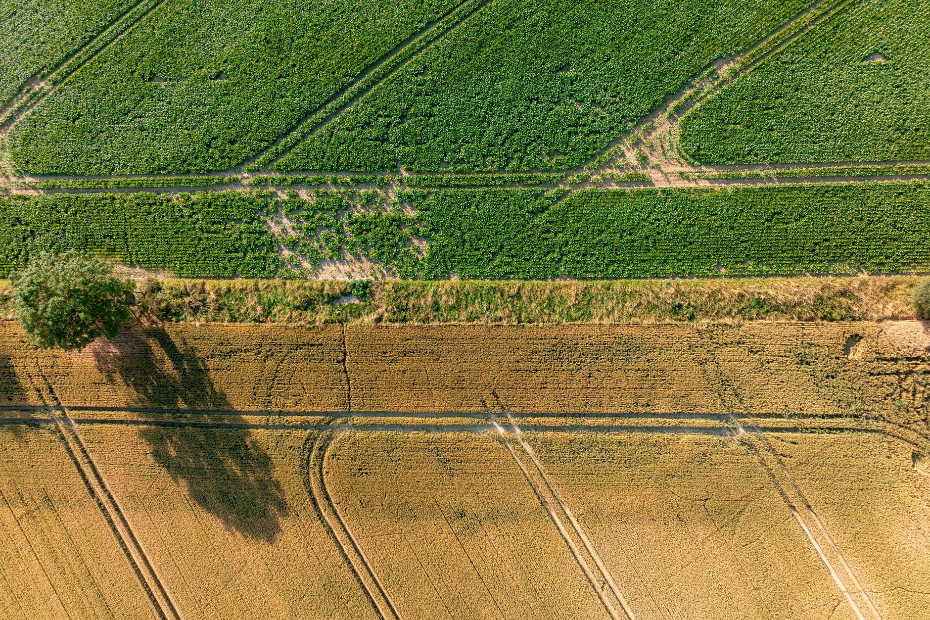 Vista aérea de dos parcelas de cultivo contiguas separadas por un camino de tierra, junto a campos cosechados y un árbol.
