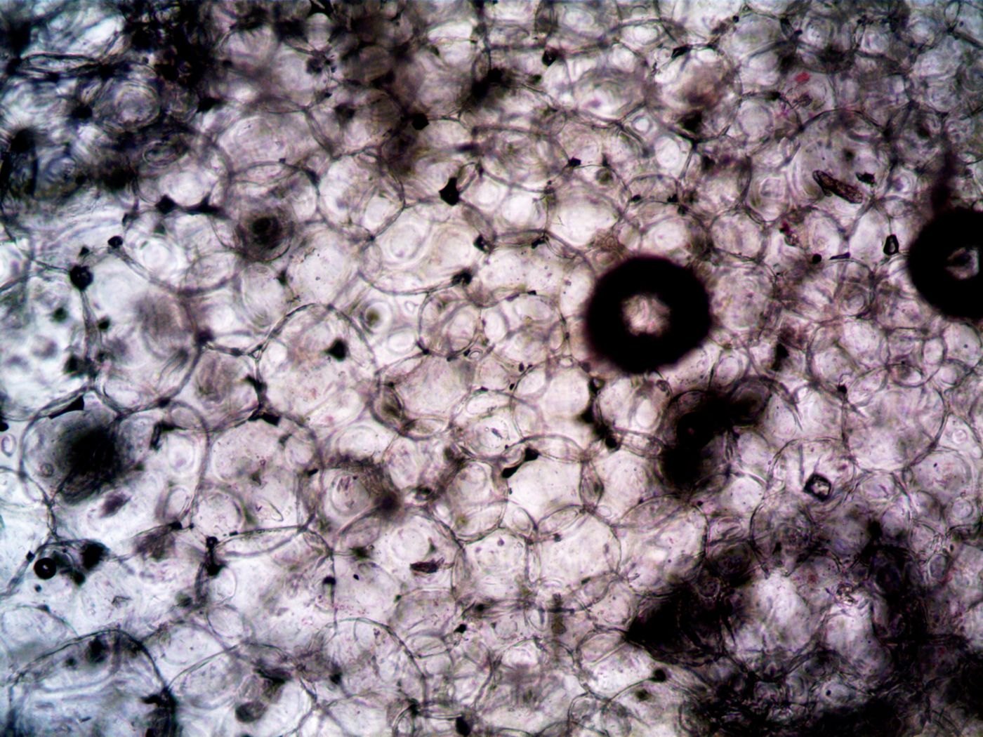 Micrografía de un tejido vegetal visto al microscopio óptico, con células poligonales delimitadas por paredes oscuras y espacios internos claros.
