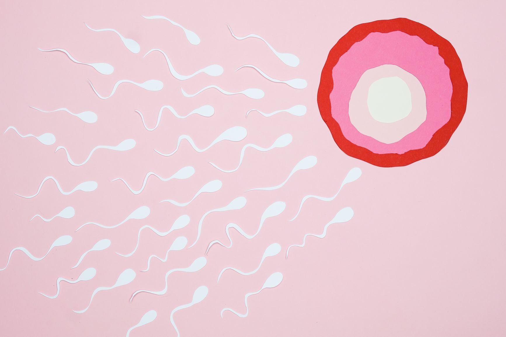 Los gametos y la meiosis: cómo se forman las células reproductoras