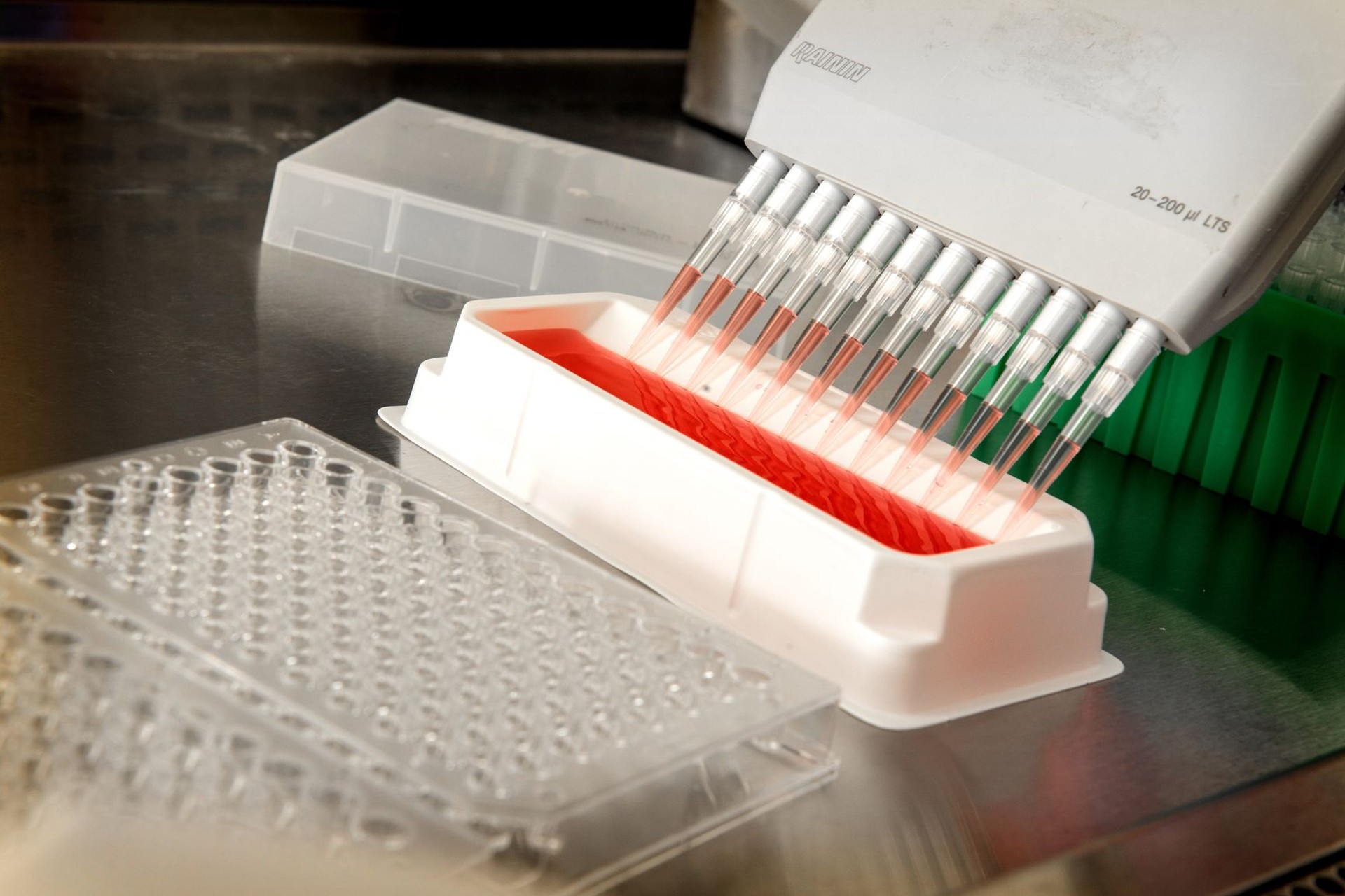 Pipeta multicanal con las puntas cargadas de líquido sobre una cubeta blanca, junto a una placa de pocillos en un laboratorio.
