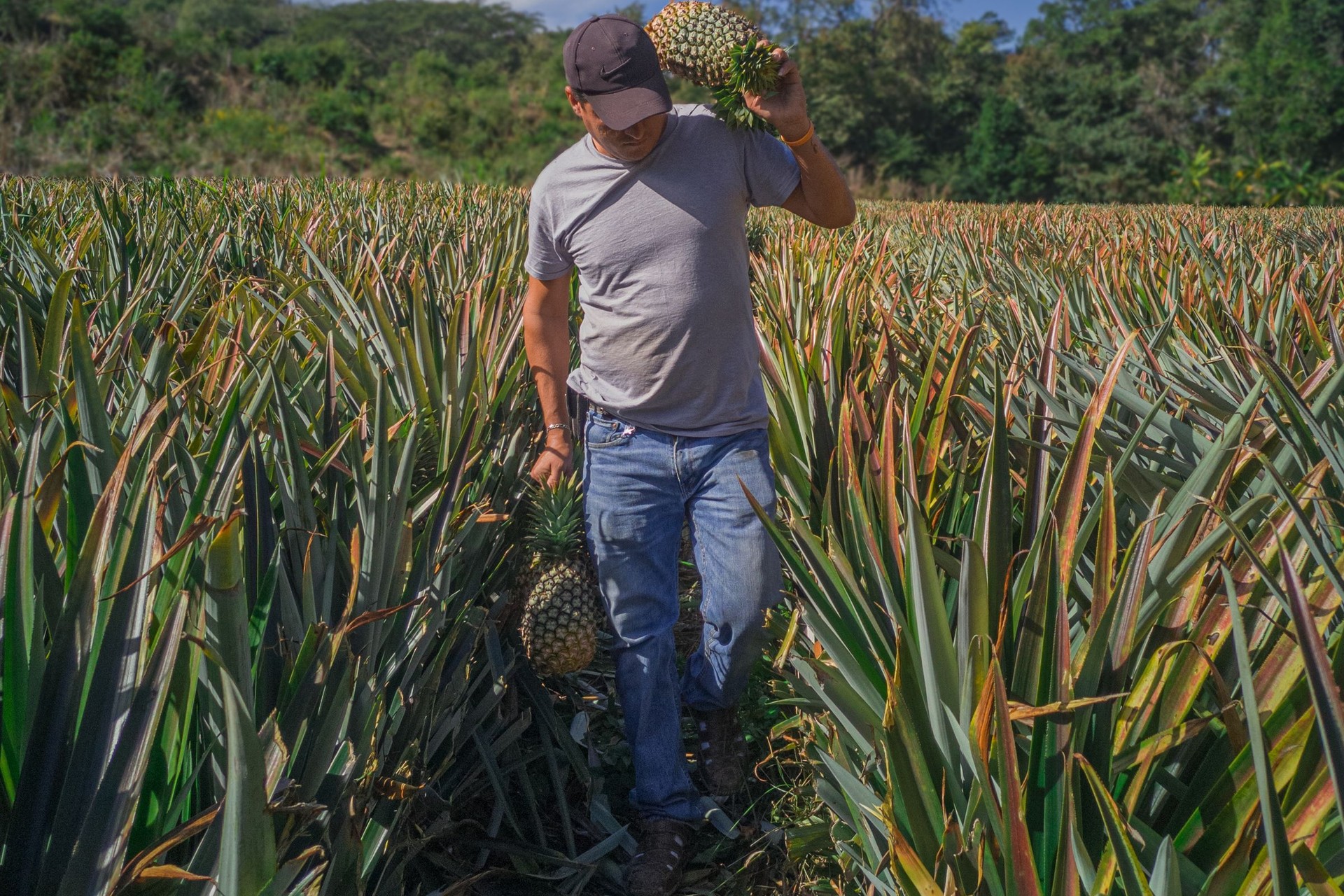 Región Huetar Norte: llanuras, piña y ganadería de leche